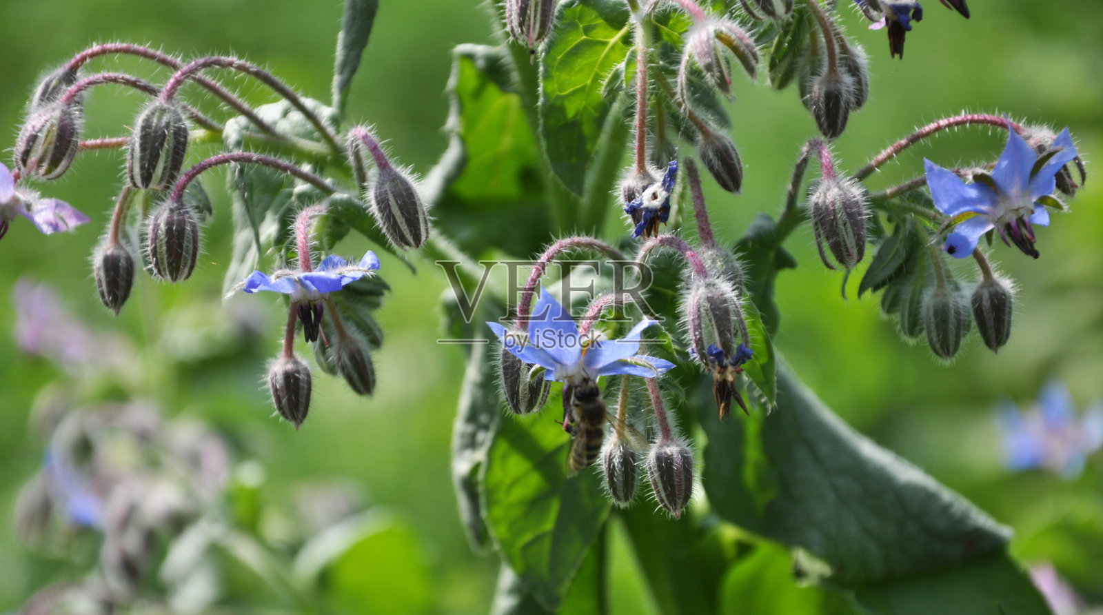 琉璃苣在自然中开花照片摄影图片