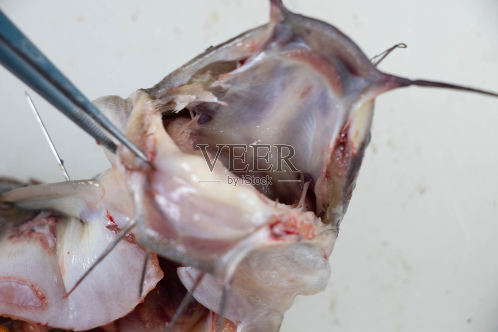 克拉丽亚菌的实验室结构。照片摄影图片