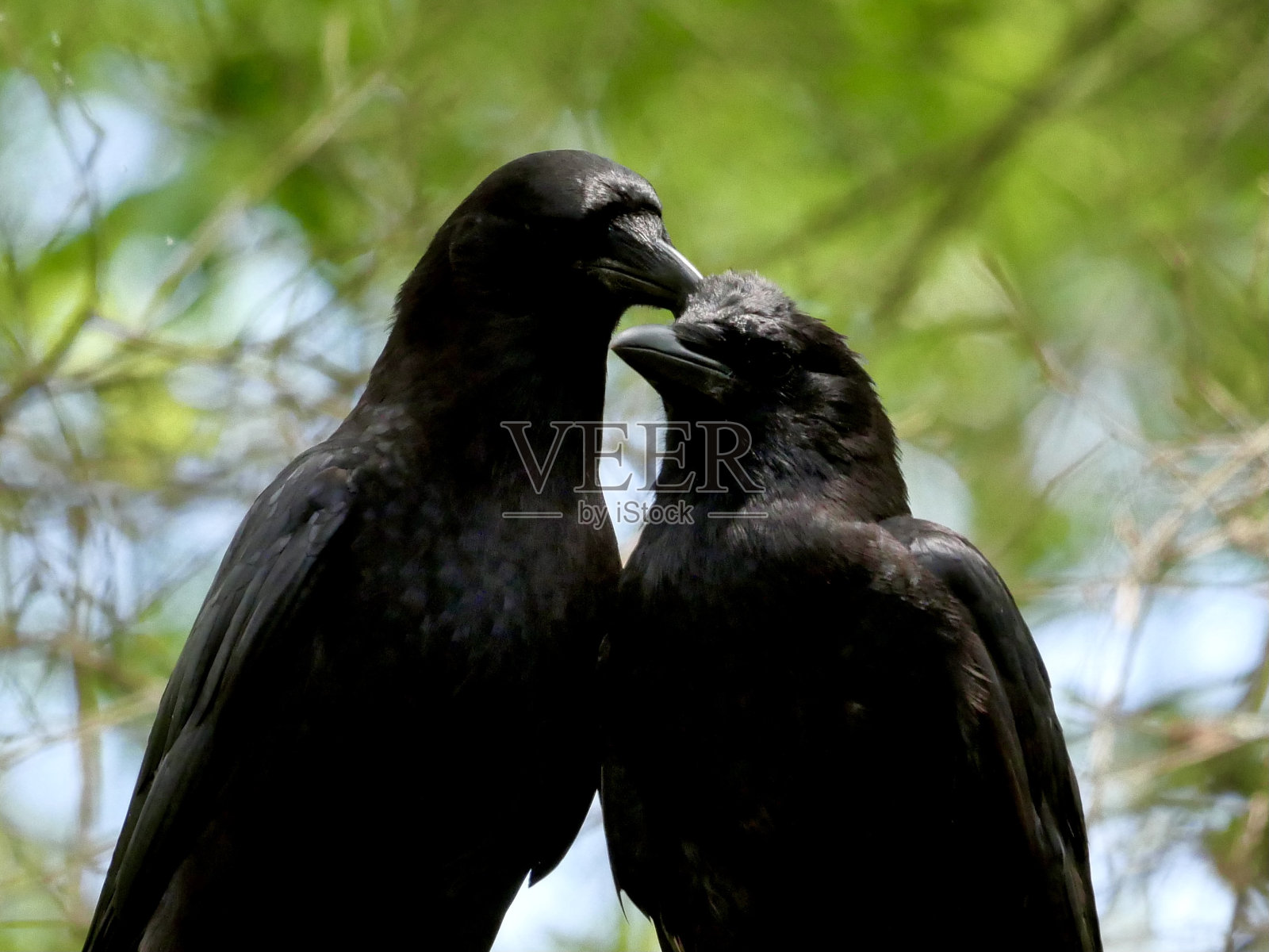 成年和少年美国乌鸦照片摄影图片