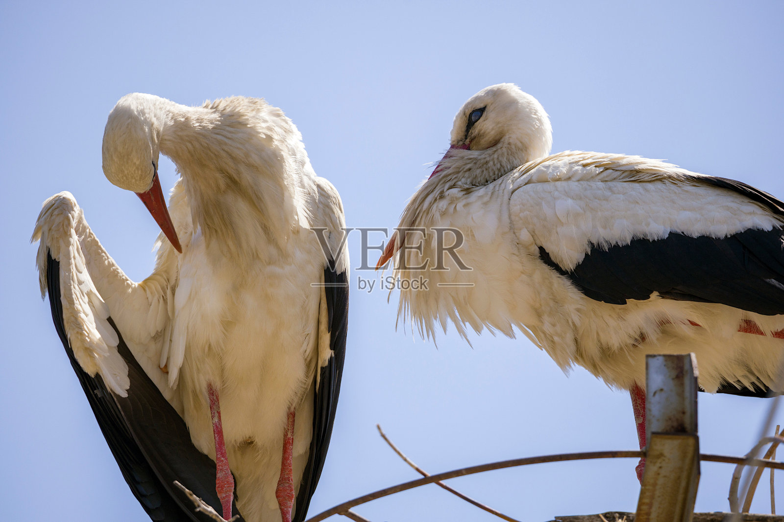 鹳的家庭照片摄影图片