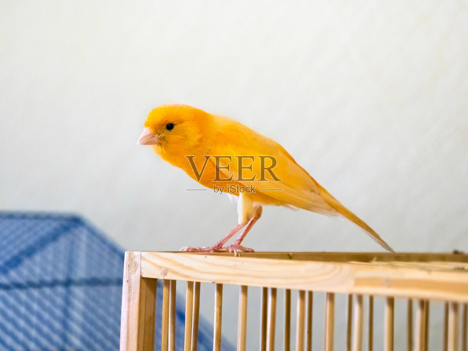 有选择性的重点。雄性好奇的橙色金丝雀看起来很直照片摄影图片