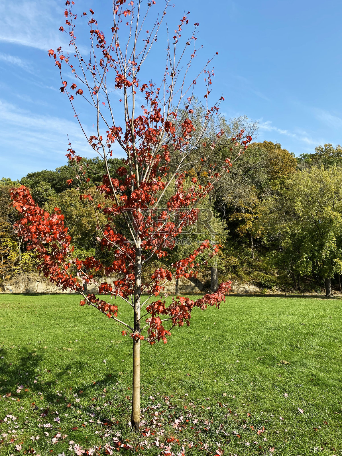 森林秋天树叶子垂直自然保护区公园山峡谷高兴草坪草冒险徒步旅行照片摄影图片