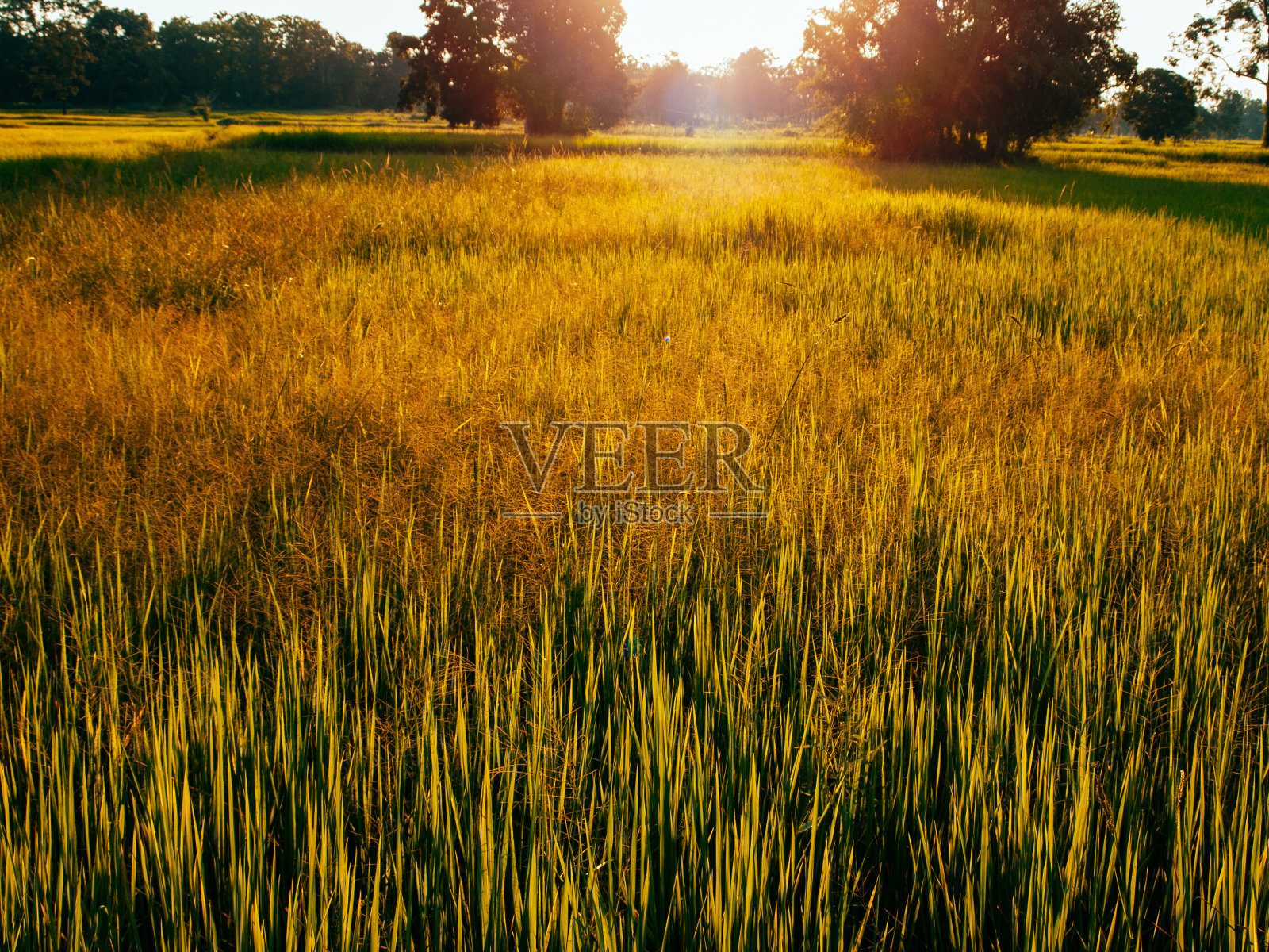 农村农田照片摄影图片
