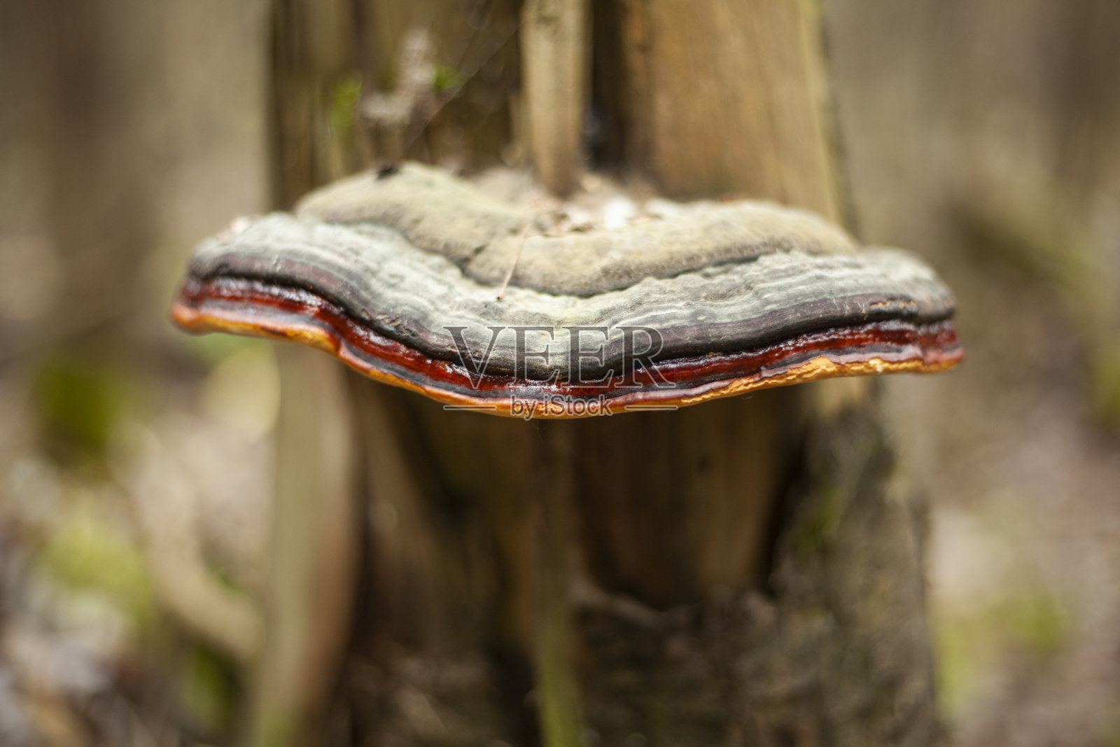 蘑菇上树。自然是细节。照片摄影图片