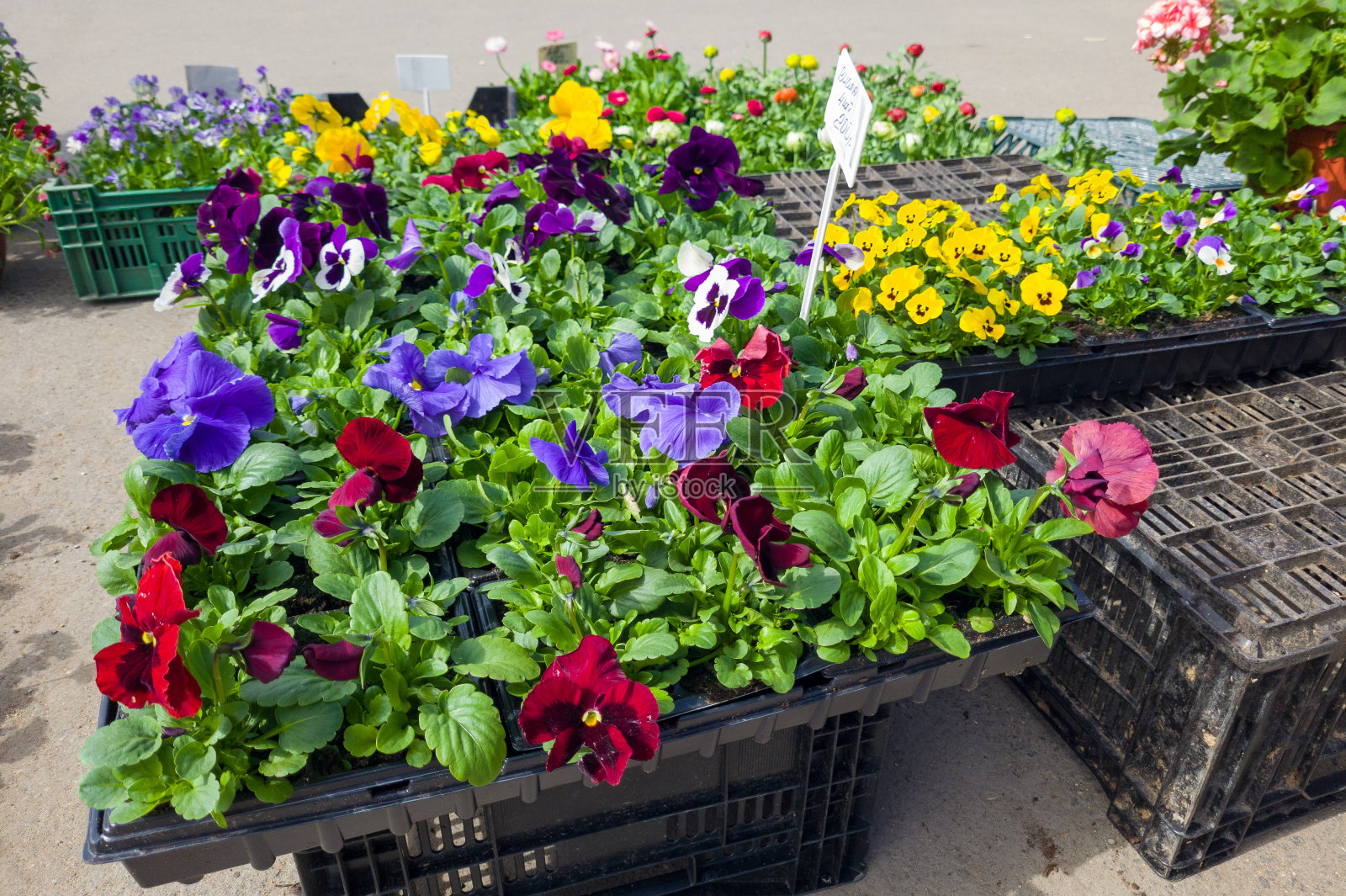 夏日,大街市上出售花苗照片摄影图片