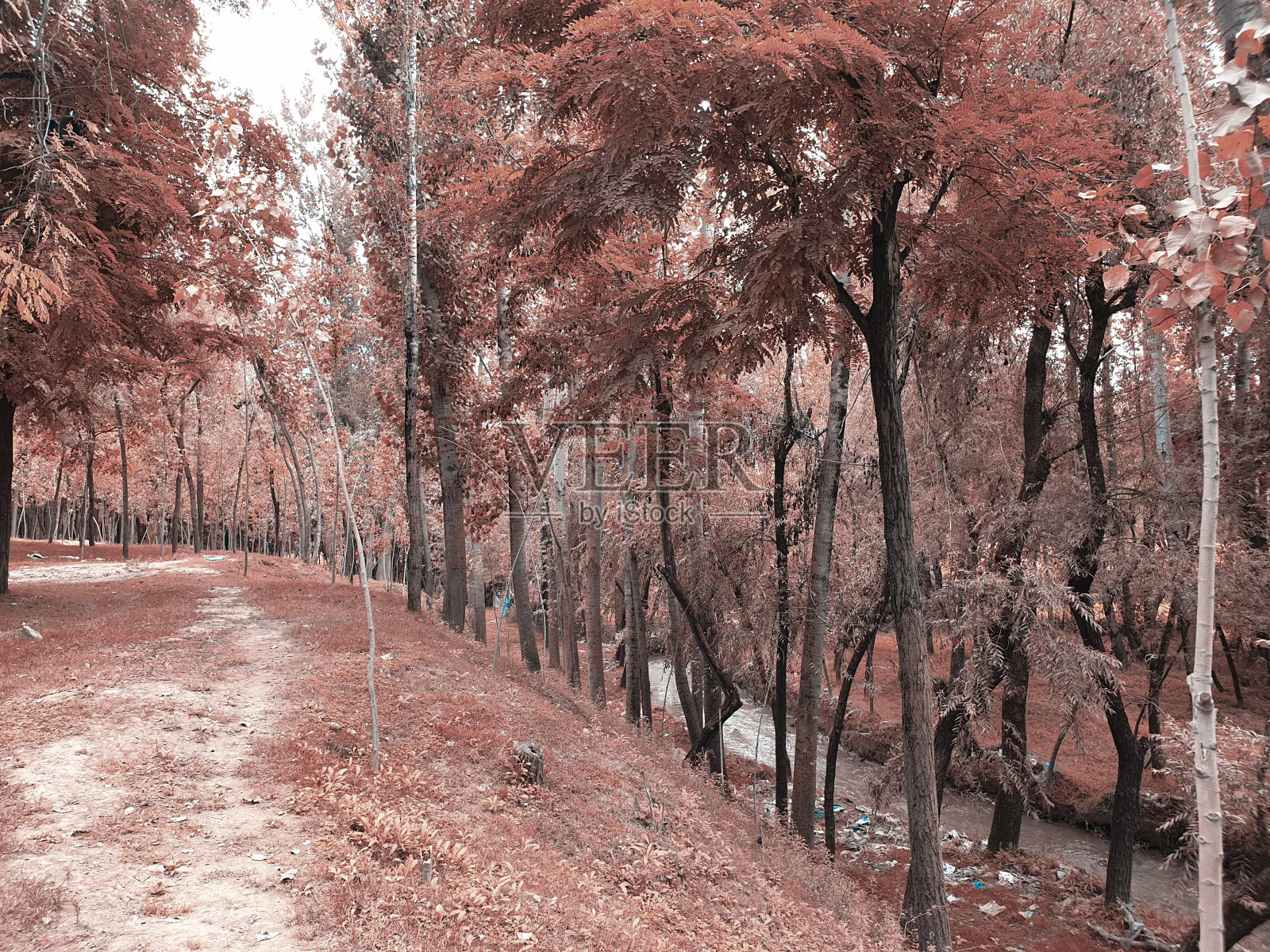 秋天景色美丽的村庄在印度和风景。印度各邦盛产美女和绿色黄金。照片摄影图片