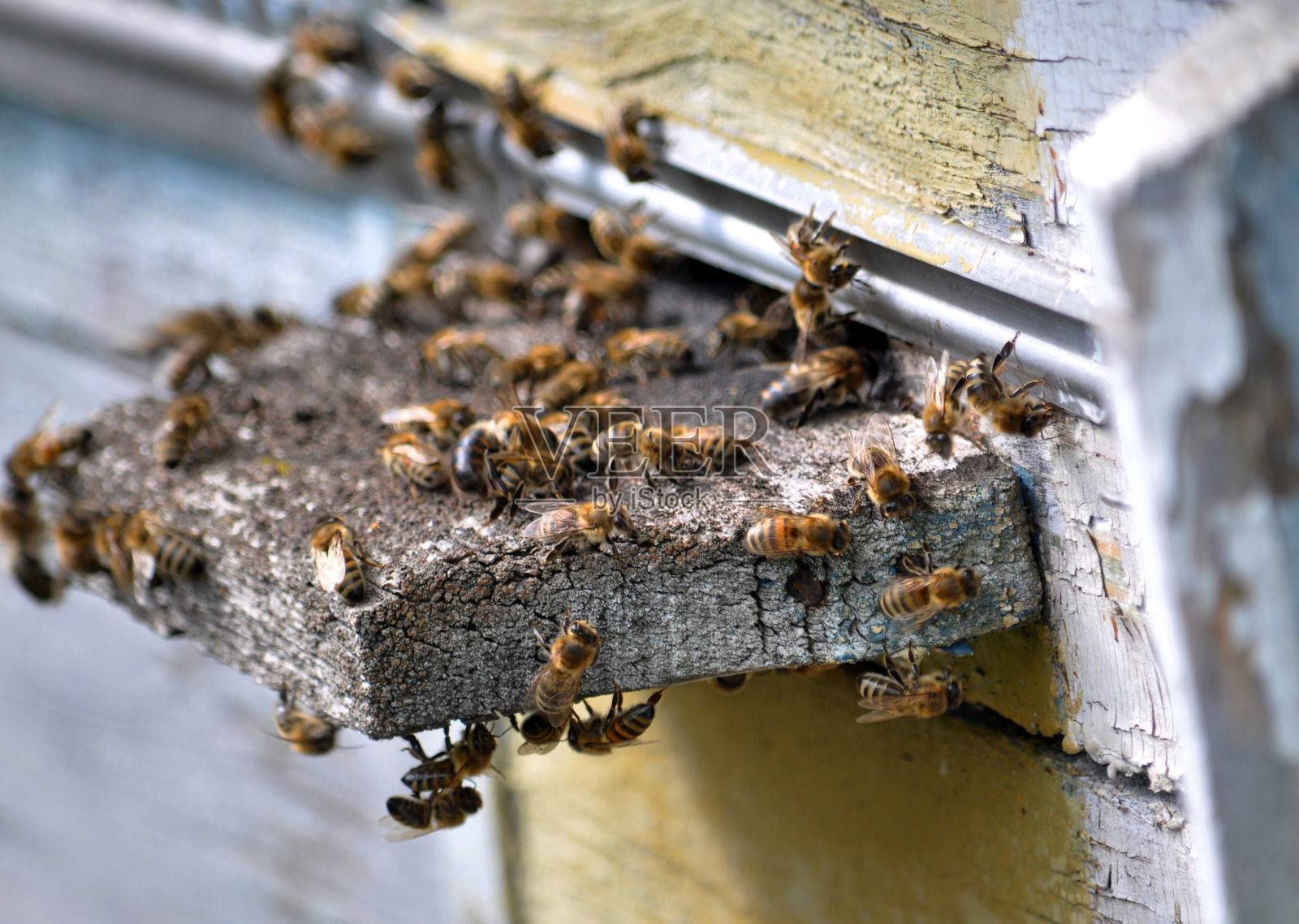 蜜蜂飞向蜂巢照片摄影图片
