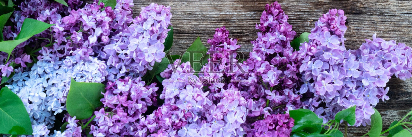 清新的淡紫色花朵照片摄影图片