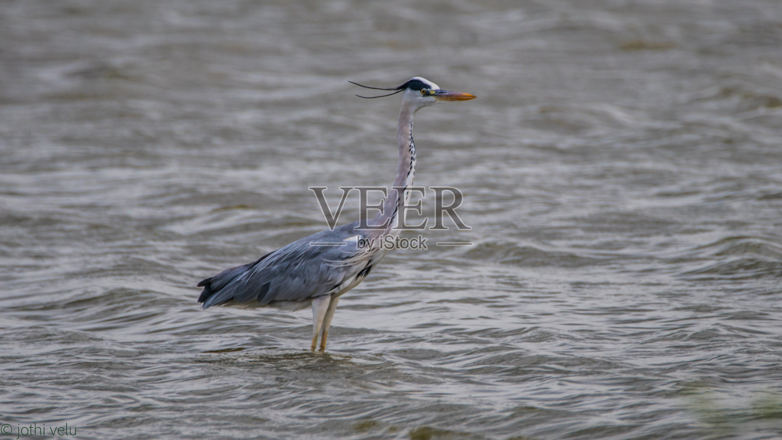 苍鹭照片摄影图片