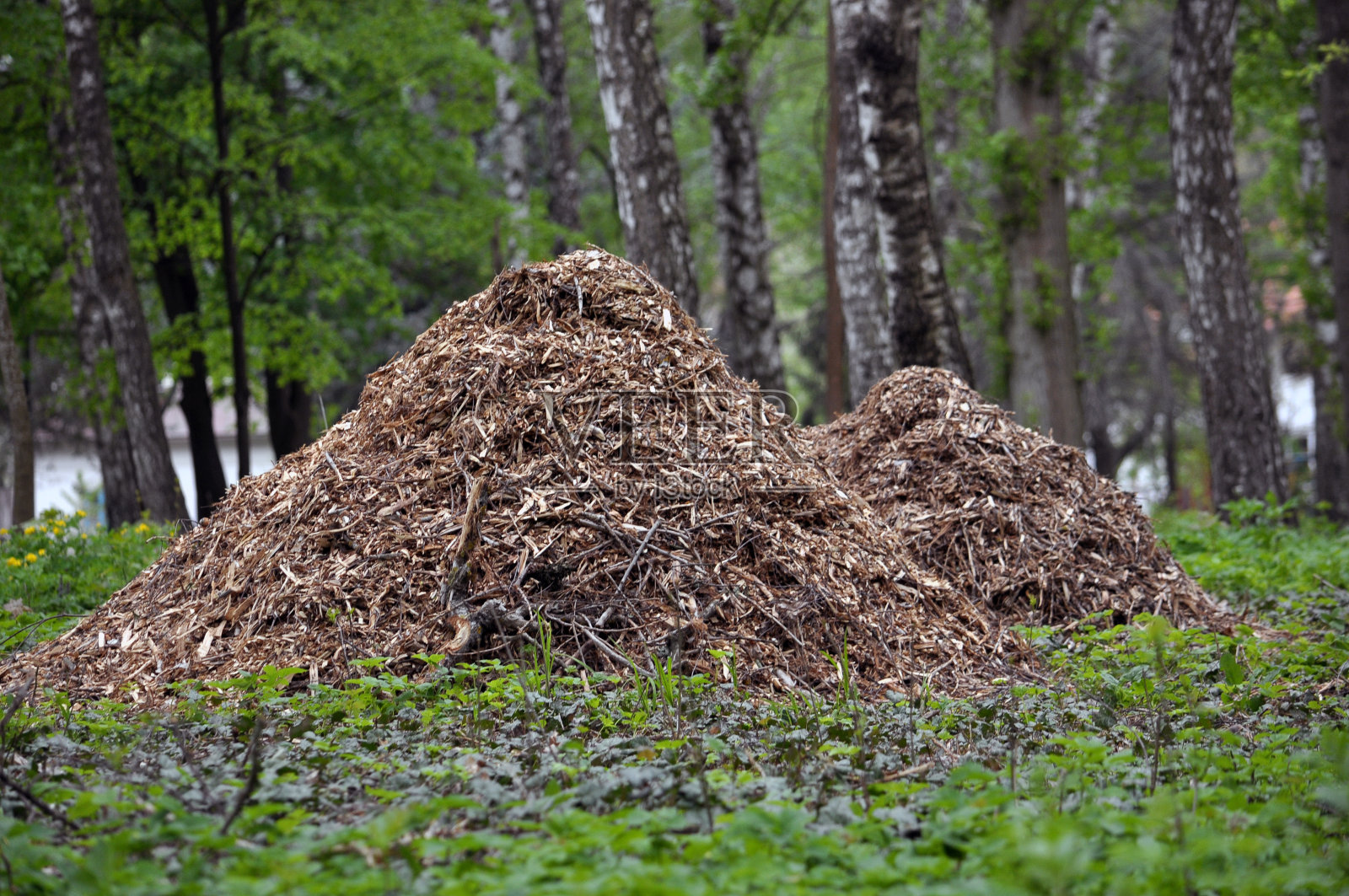 树木和灌木的碎树枝照片摄影图片