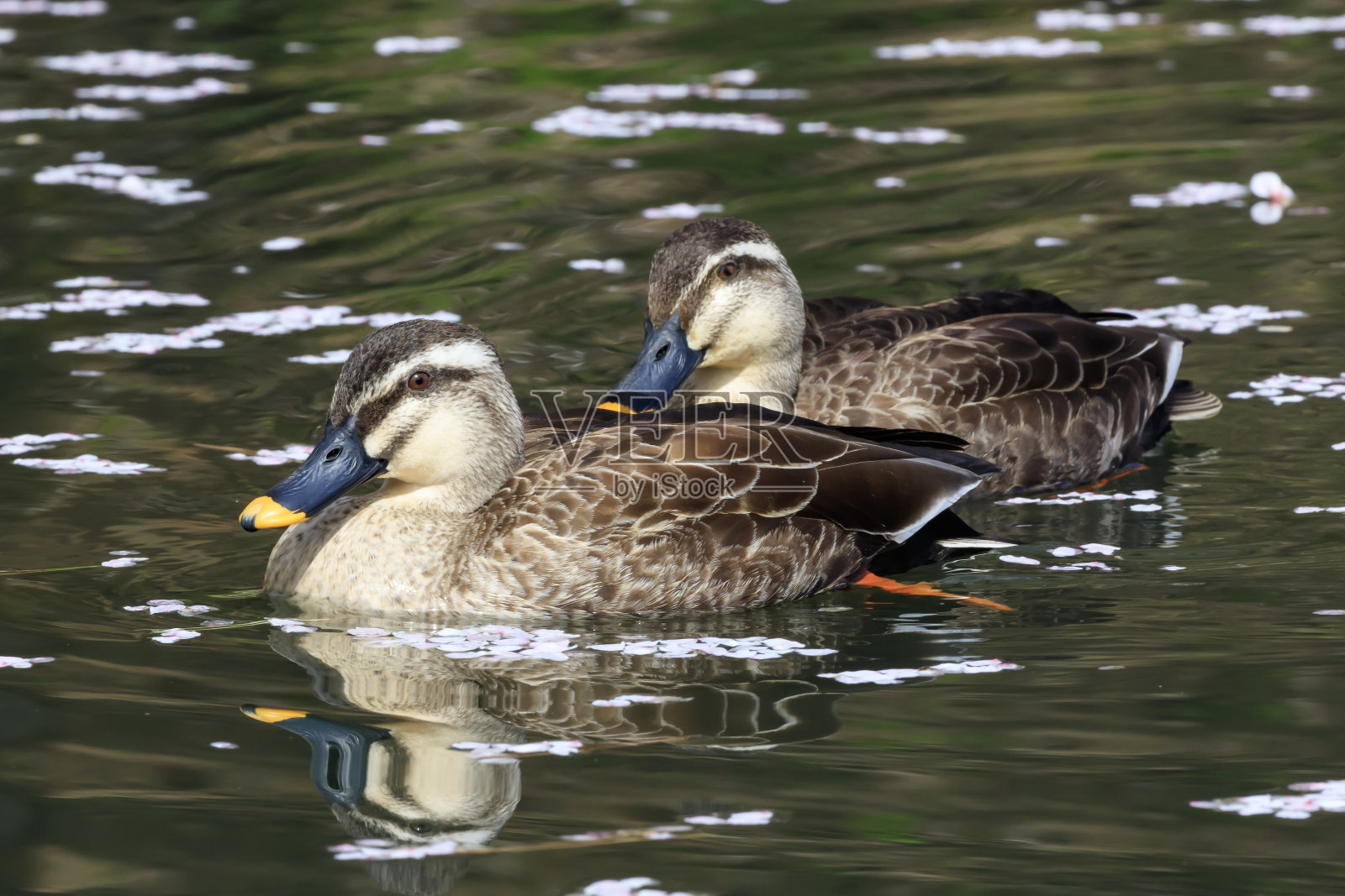 轮到鸭子在花筏之间慢慢前进了照片摄影图片