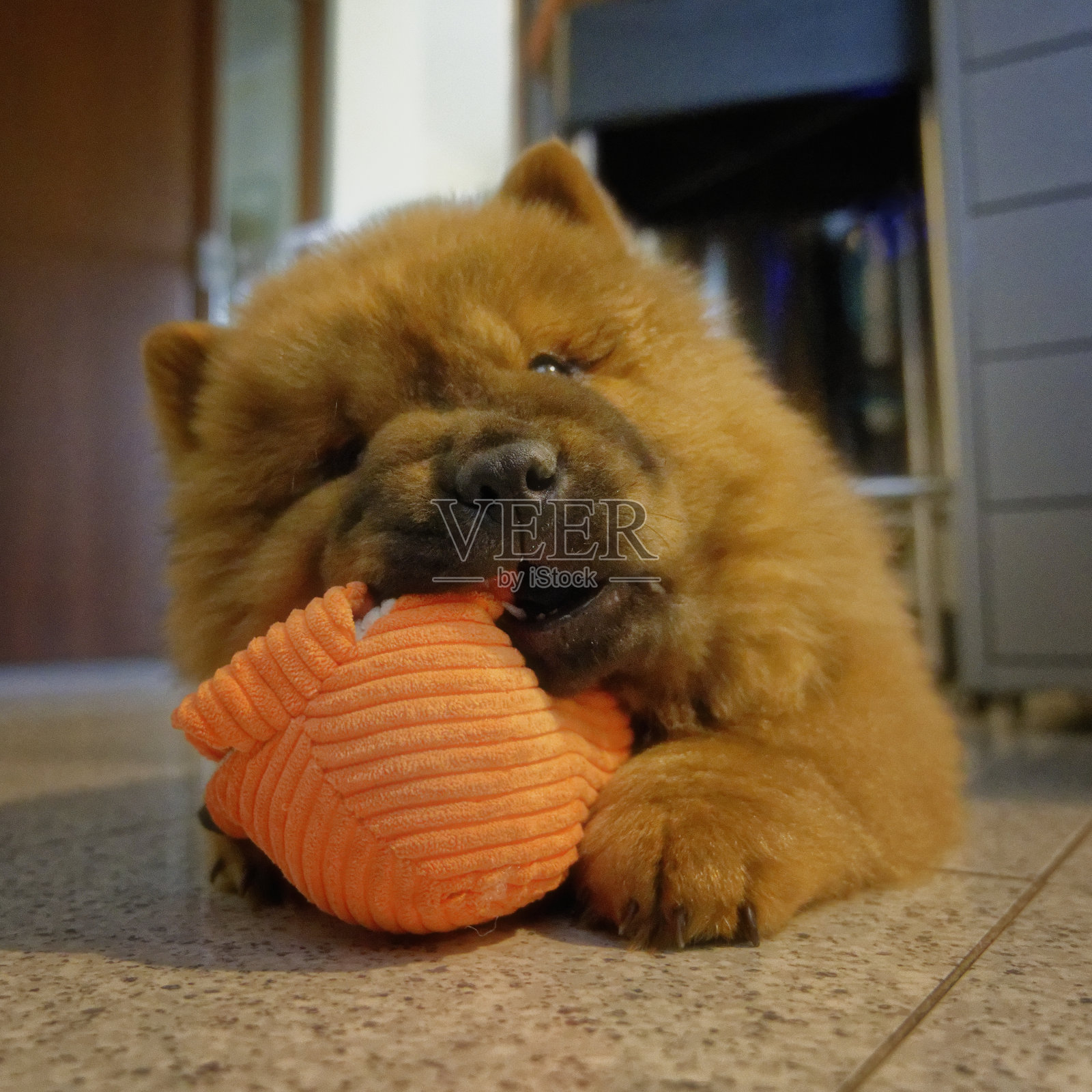 松狮犬小狗照片摄影图片