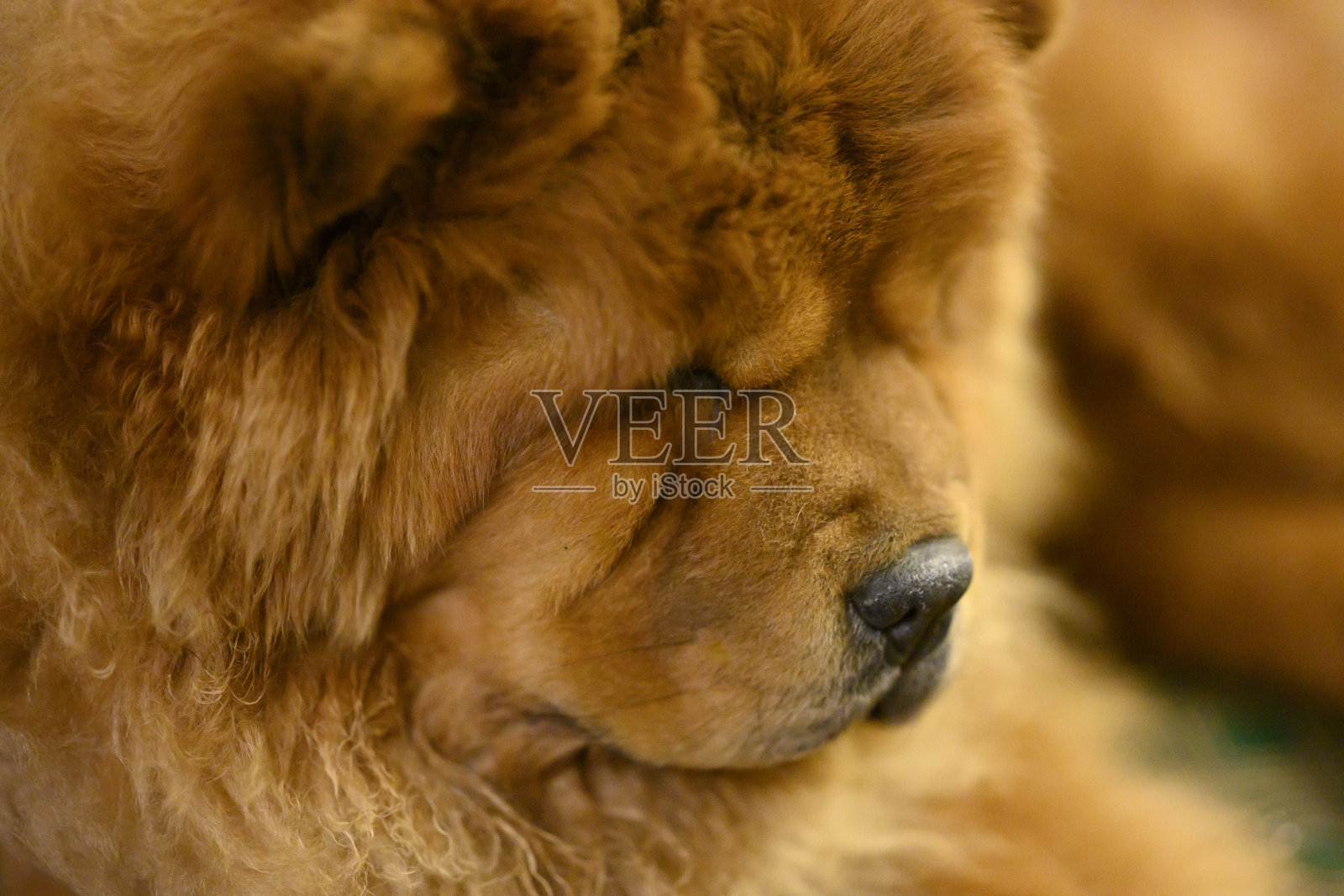 松狮狗照片摄影图片