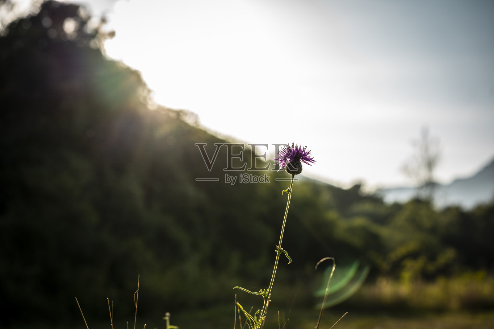 水飞蓟(Silybum marianum)生长在山上的紫色花照片摄影图片