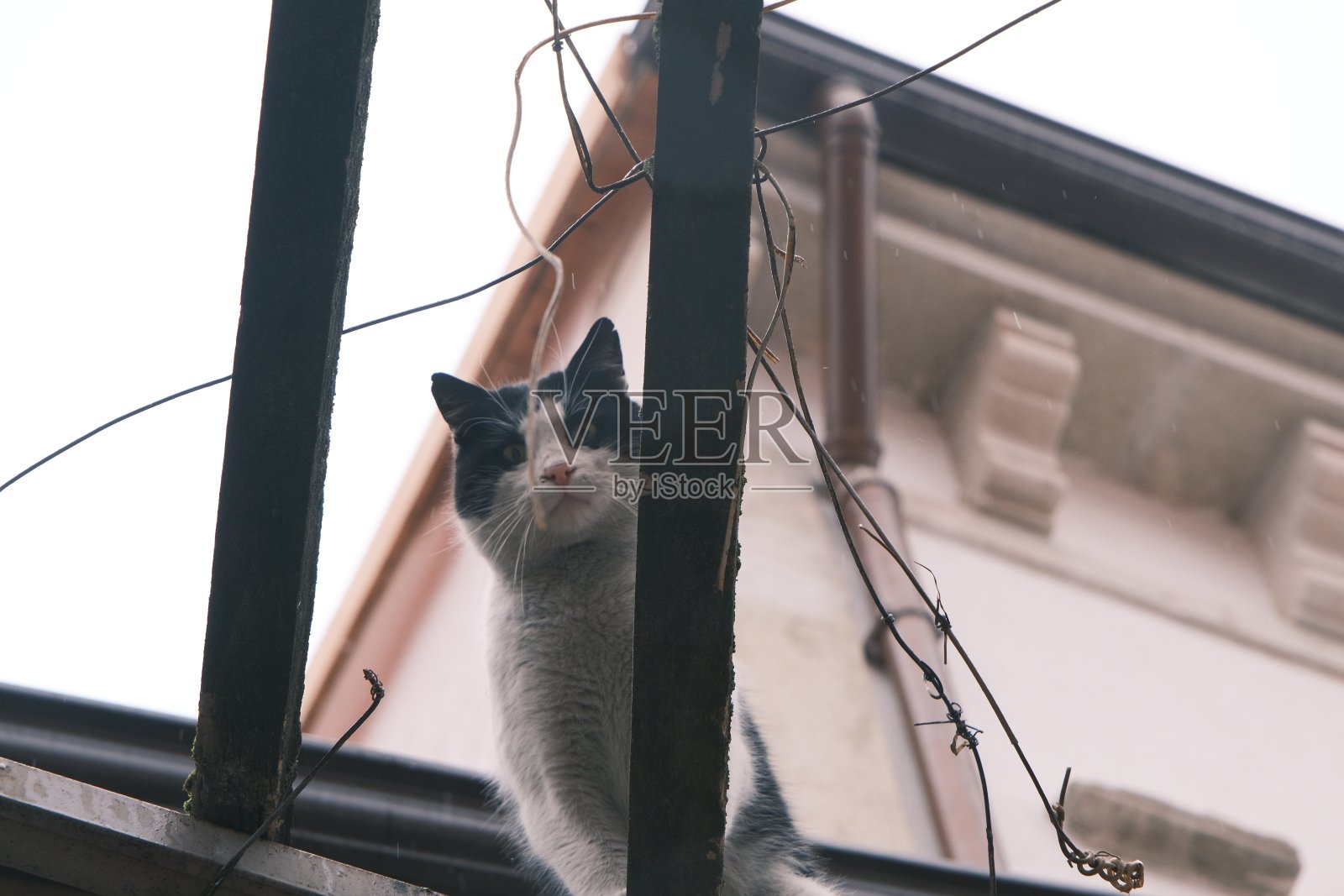 低角度黑白猫照片摄于safranbolu,土耳其照片摄影图片