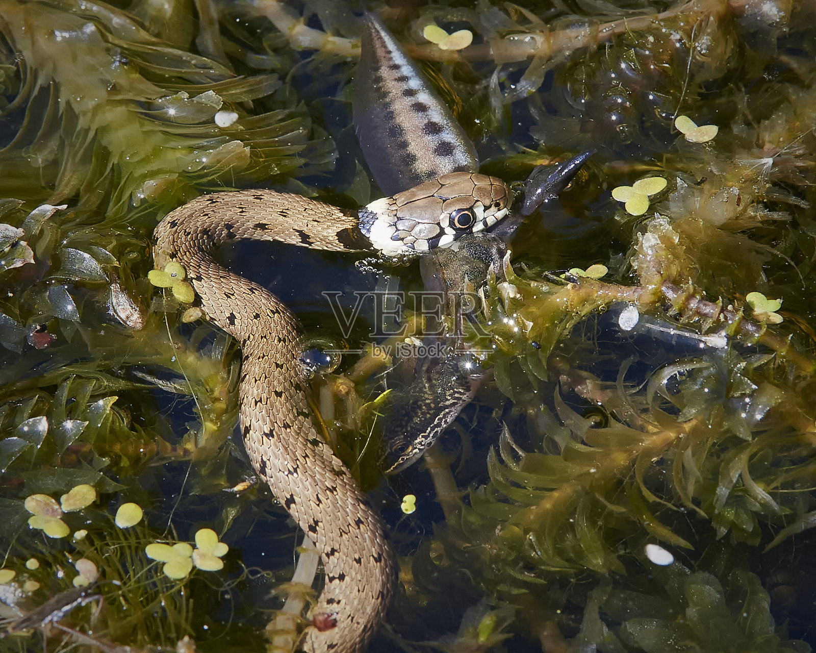 草蛇吃照片摄影图片