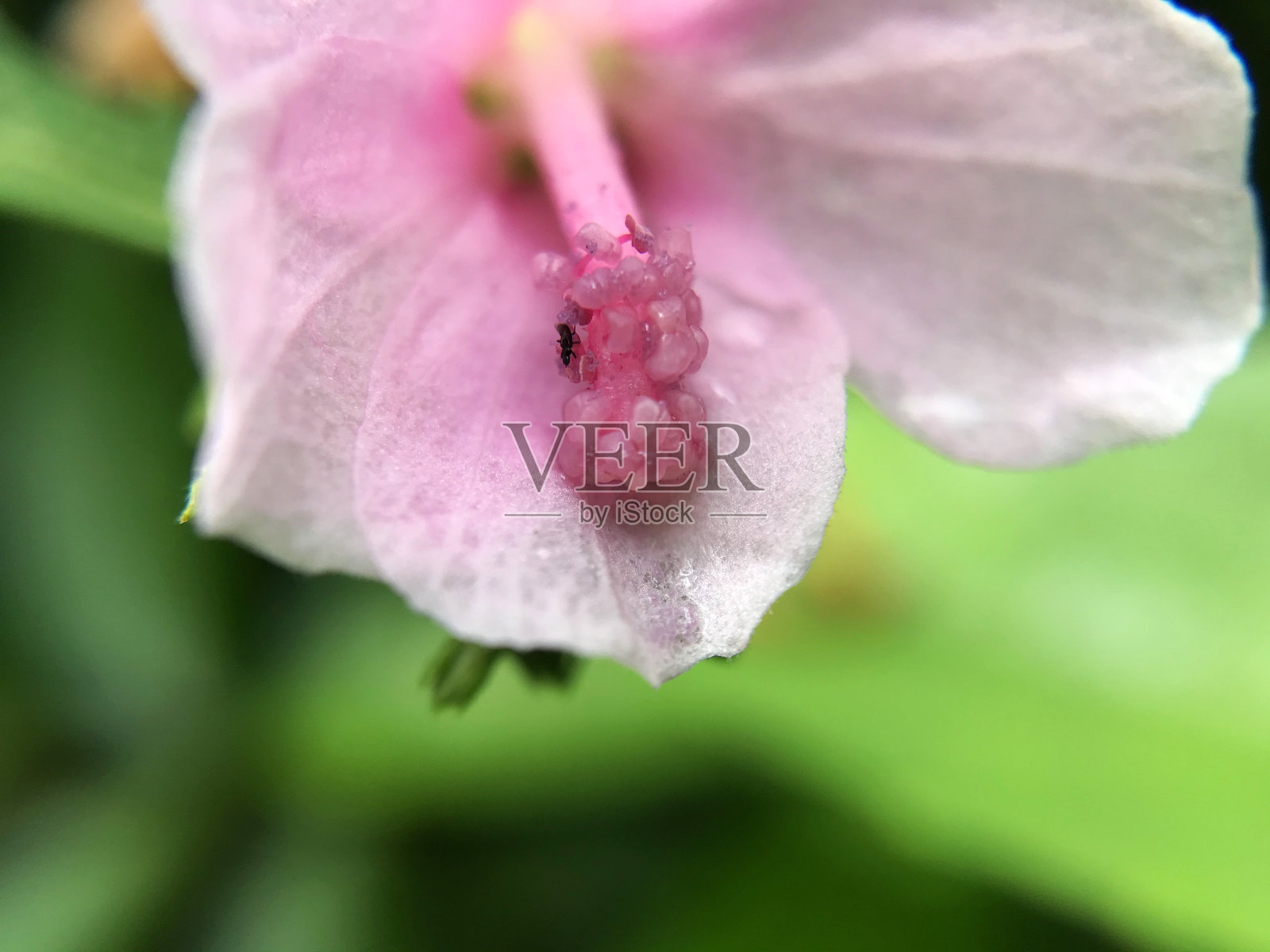 花瓣的中心是粉红色的照片摄影图片