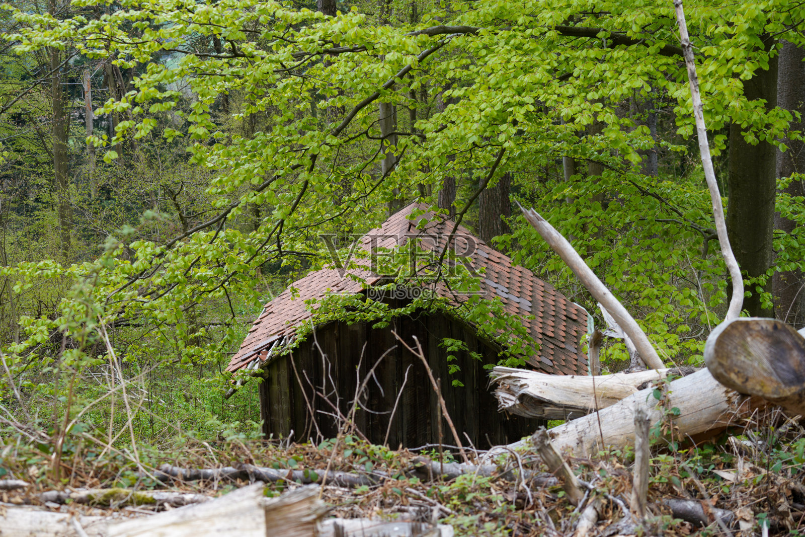 春天的巴伐利亚森林郁郁葱葱照片摄影图片