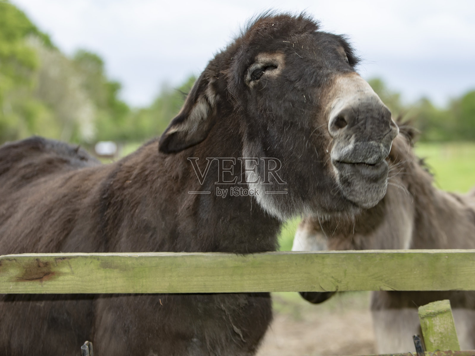 有趣的驴的嘴唇。照片摄影图片