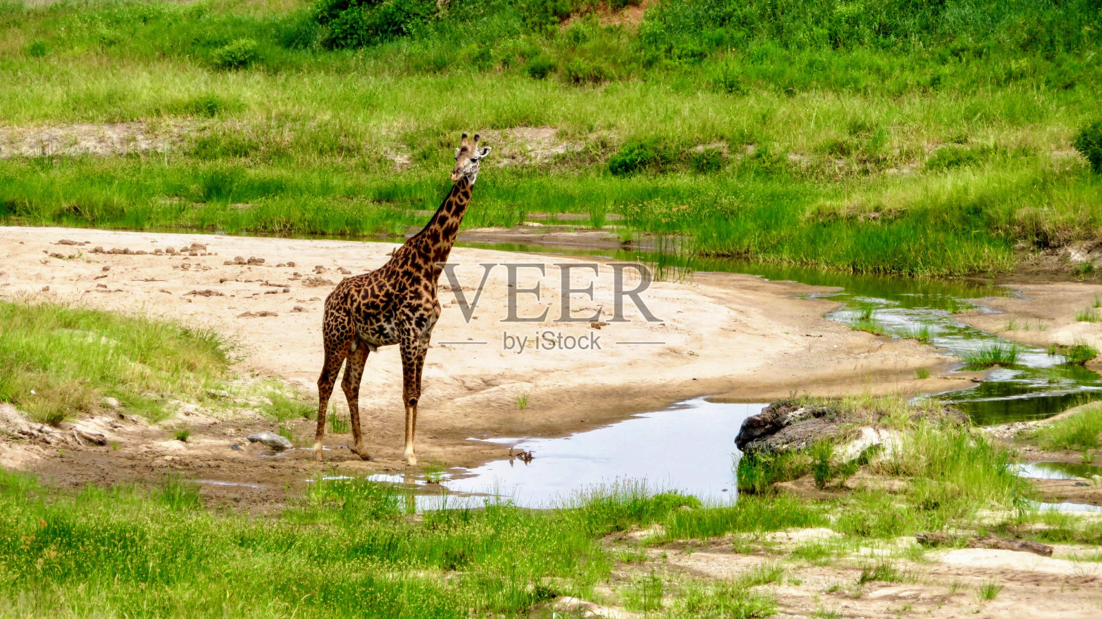 长颈鹿照片摄影图片