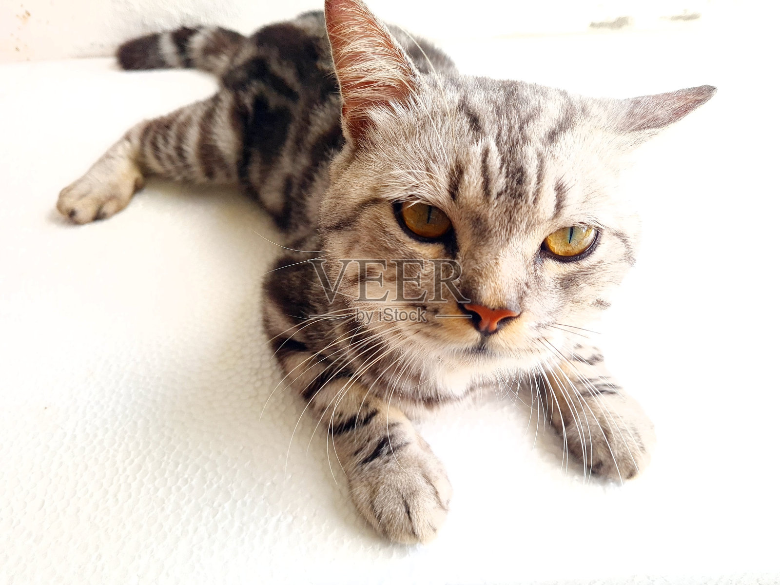 猫照片摄影图片