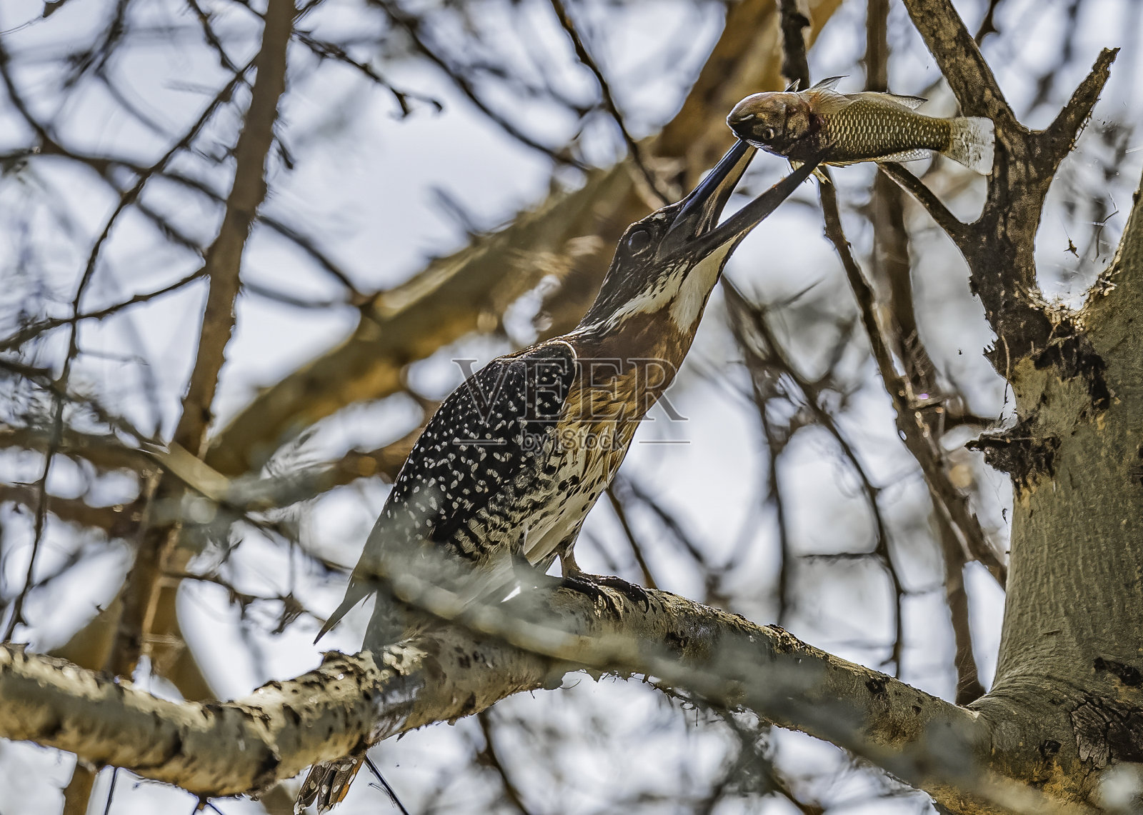 巨型翠鸟(Megaceryle maxima)是非洲最大的翠鸟。纳库鲁国家公园,肯尼亚。佛法僧目。嘴里叼着一条大鱼。照片摄影图片