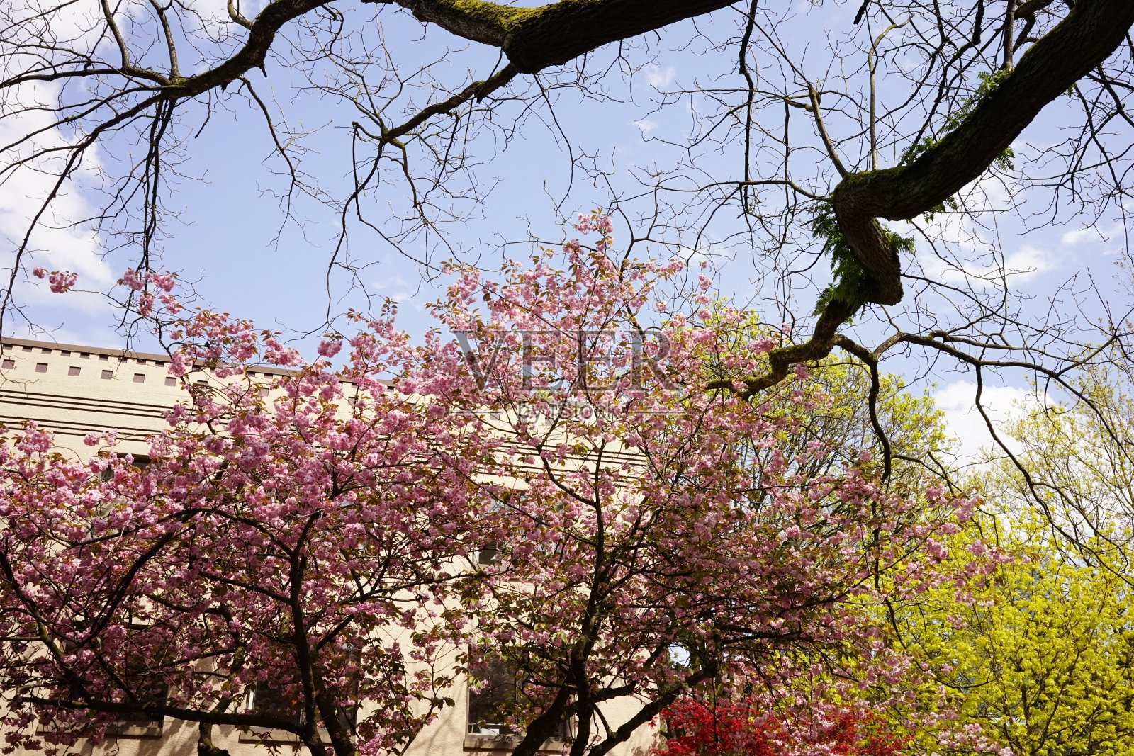 2022年春季花卉收藏照片摄影图片