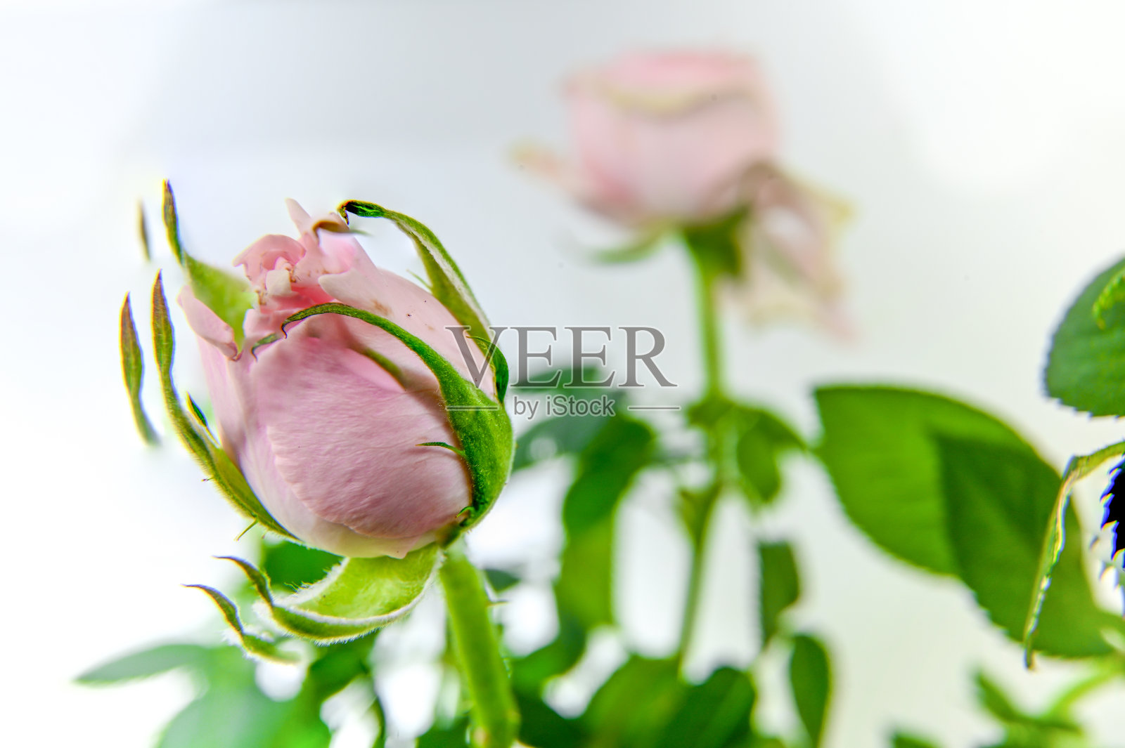 蔷薇属照片摄影图片