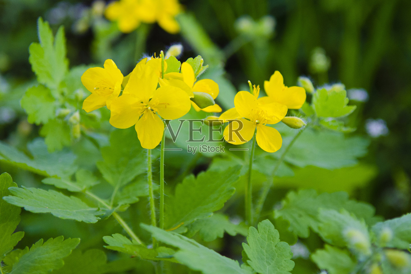 药用植物白屈菜特写。传统医学照片摄影图片