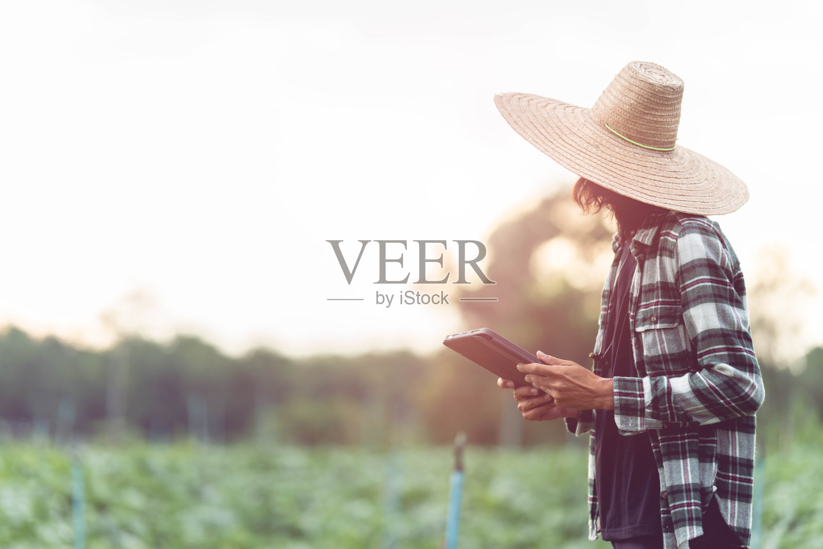 一位亚洲男性农民正在使用平板电脑在他的农场存储植物数据。有机农业概念运用农业技术照片摄影图片