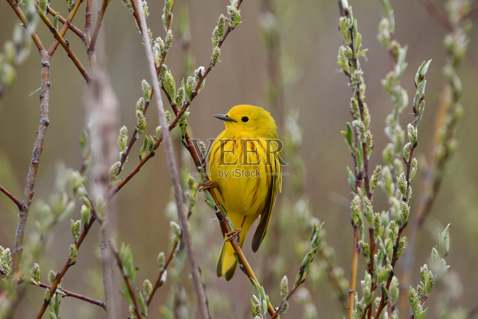黄色莺鸟照片摄影图片