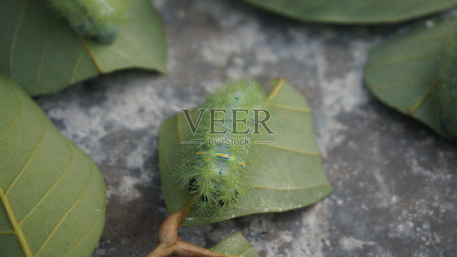 蛞蝓蛾毛虫利马科照片摄影图片