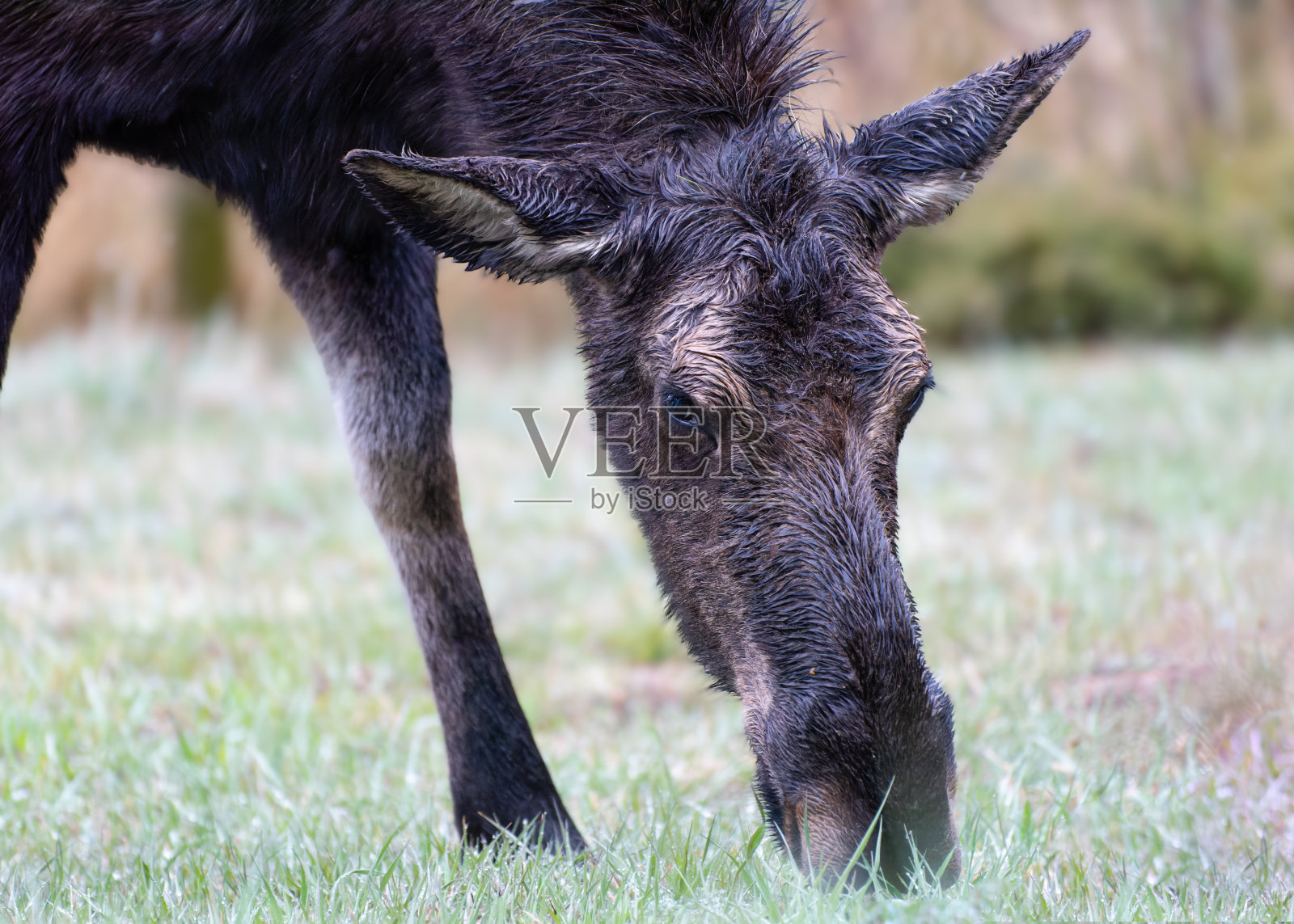 科罗拉多落基山脉的驼鹿。春天把驼鹿带出了藏身处。照片摄影图片