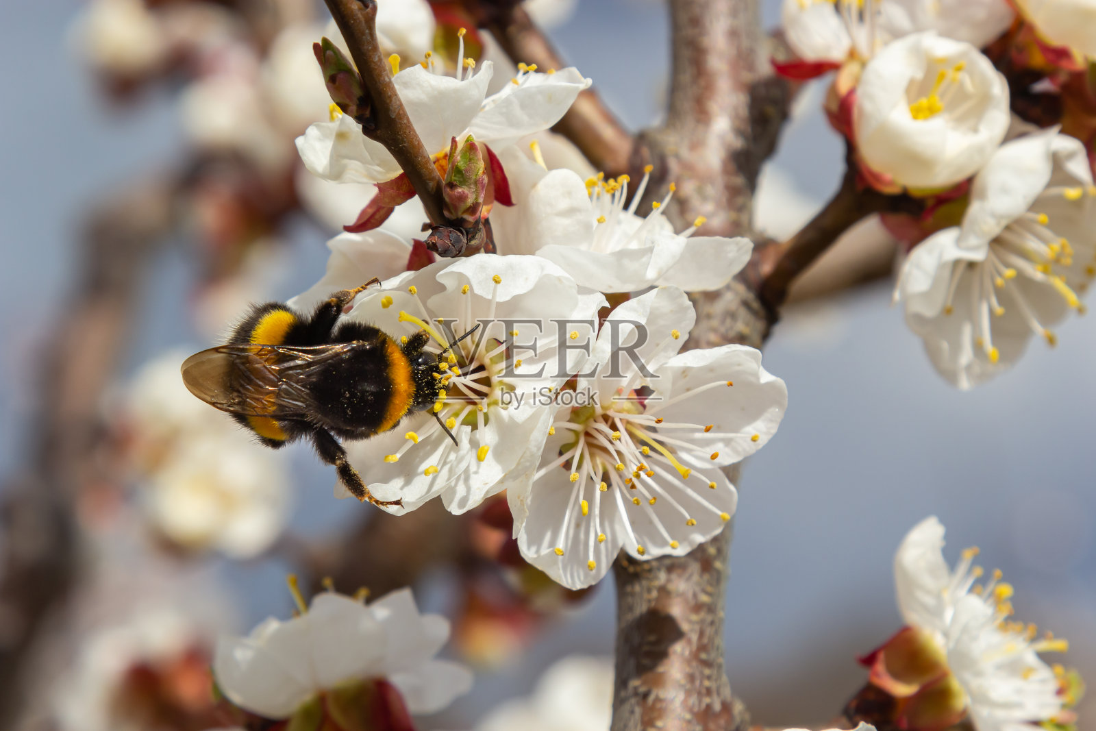 可爱的小大黄蜂在盛开的杏花中采集花粉照片摄影图片