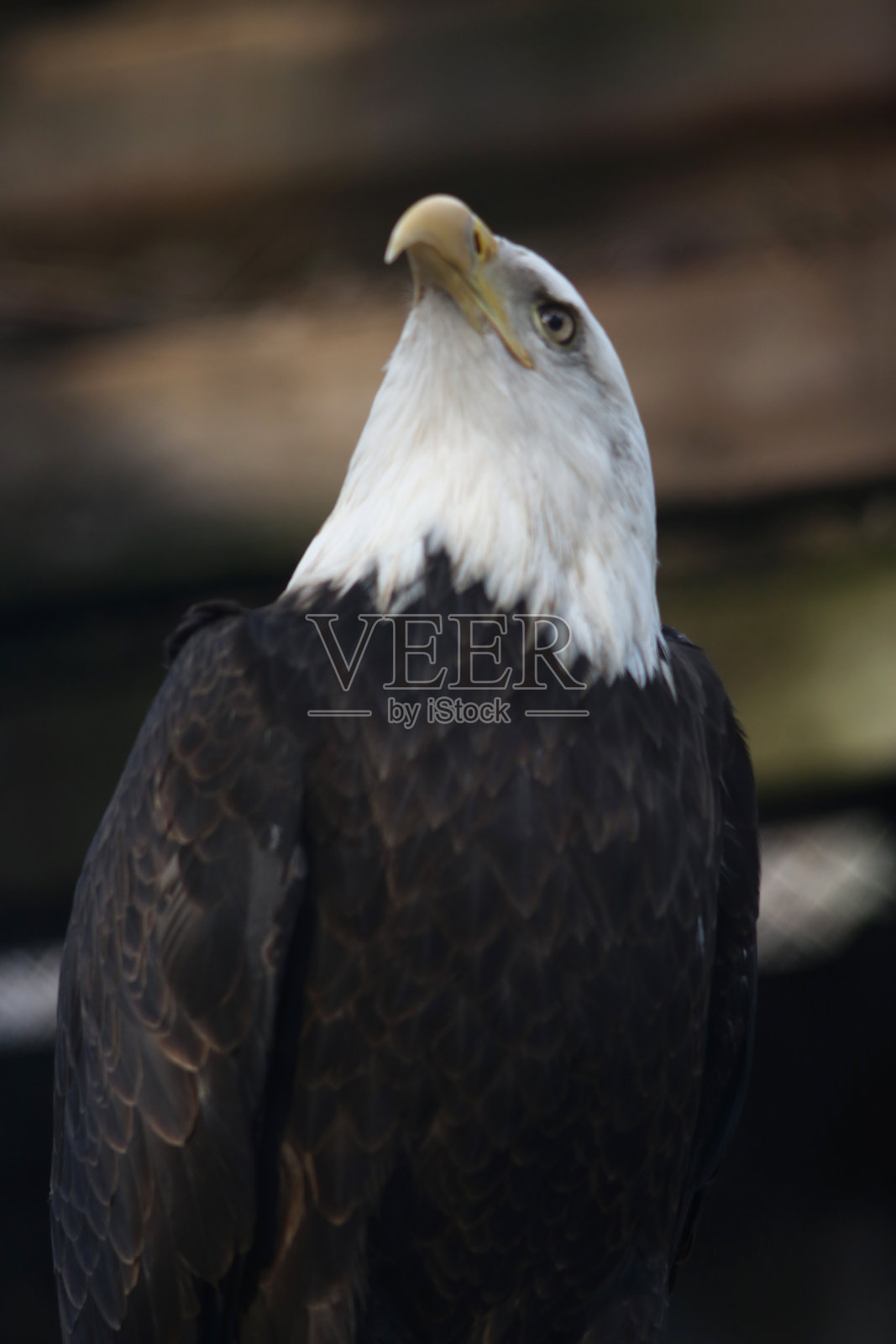 动物园里秃鹰的特写肖像照片摄影图片