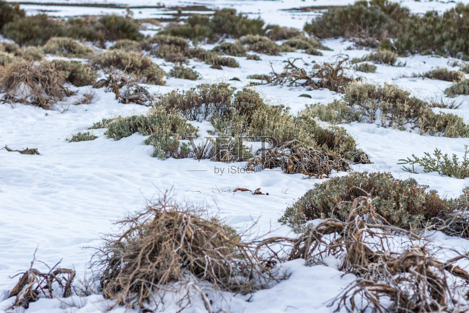 泰德国家公园的雪天扫帚。特内里费,加那利群岛。西班牙照片摄影图片