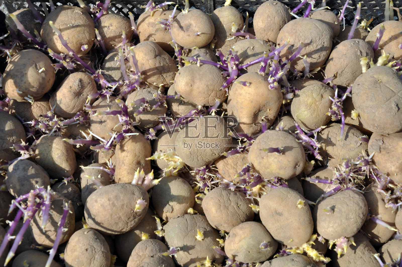 马铃薯种子的发芽苗照片摄影图片