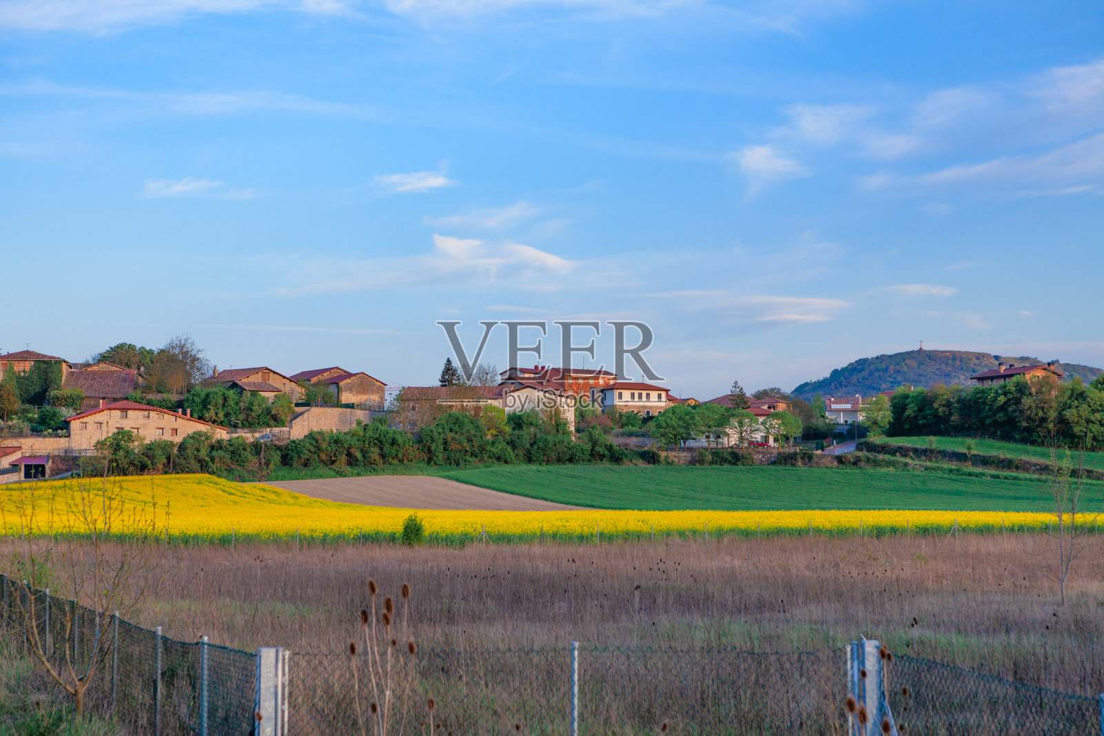 春天开花的油菜照片摄影图片