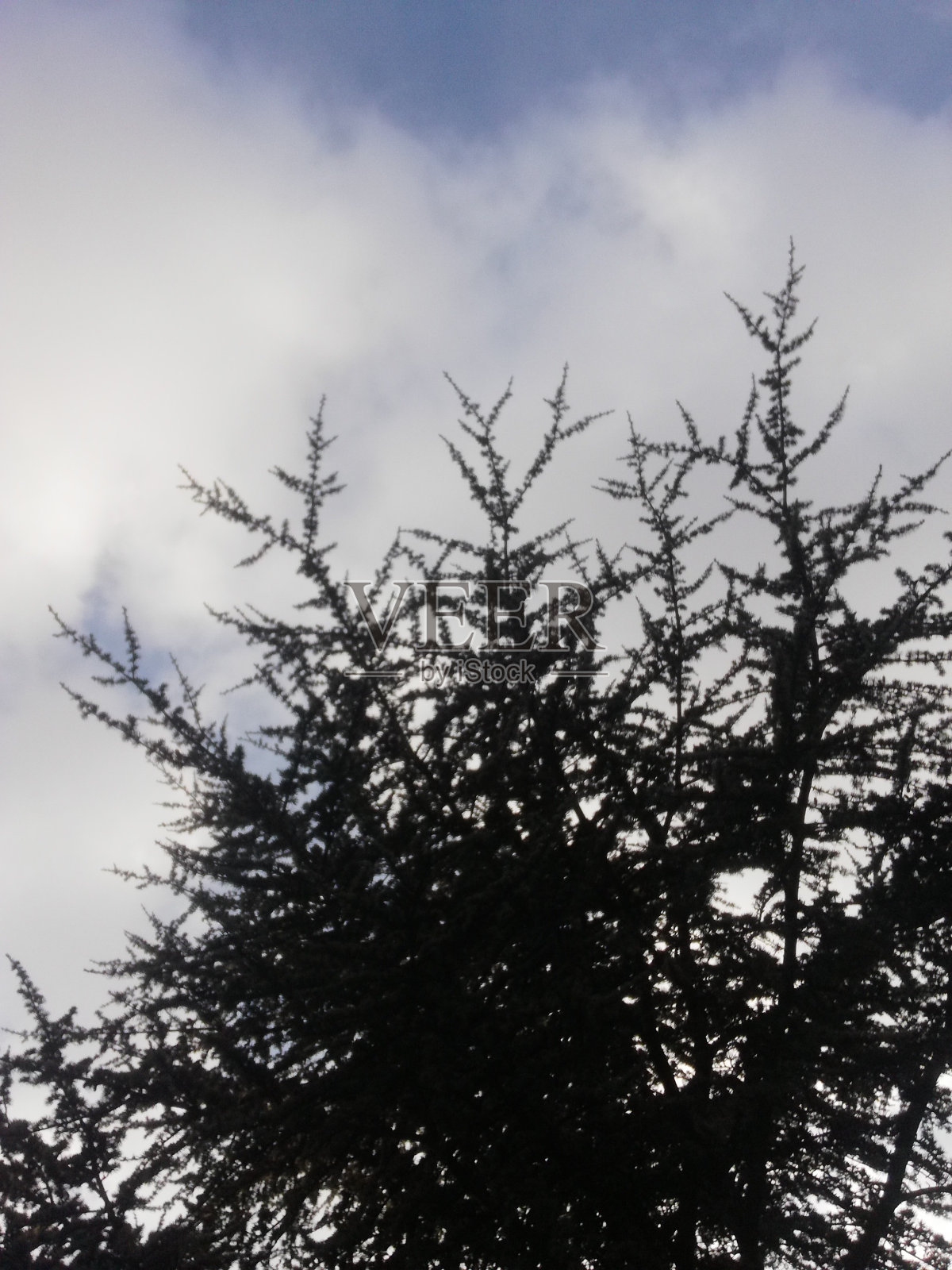 松树与天空照片摄影图片