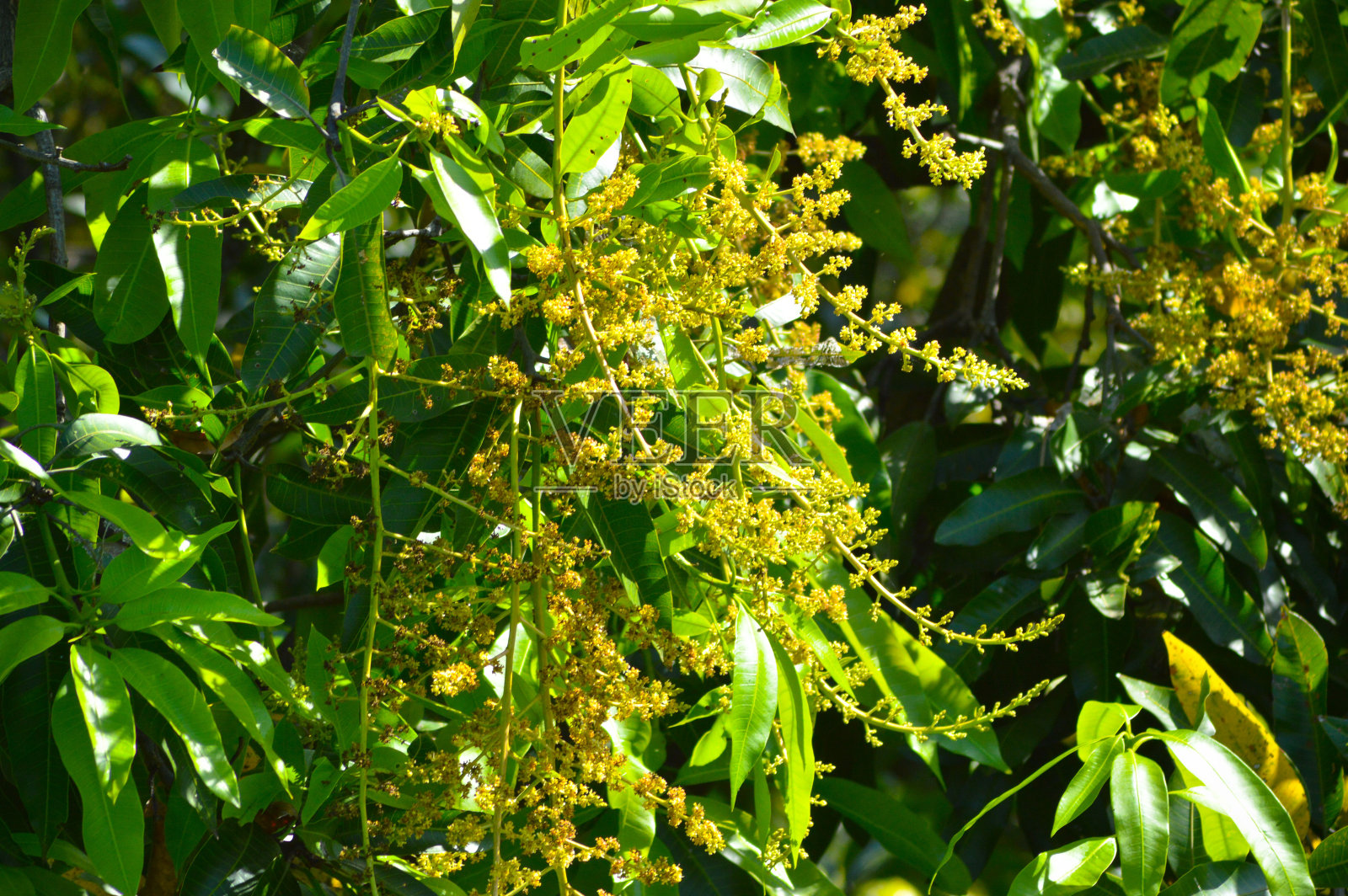 阳光明媚的一天,田野里的芒果树花在树叶间照片摄影图片