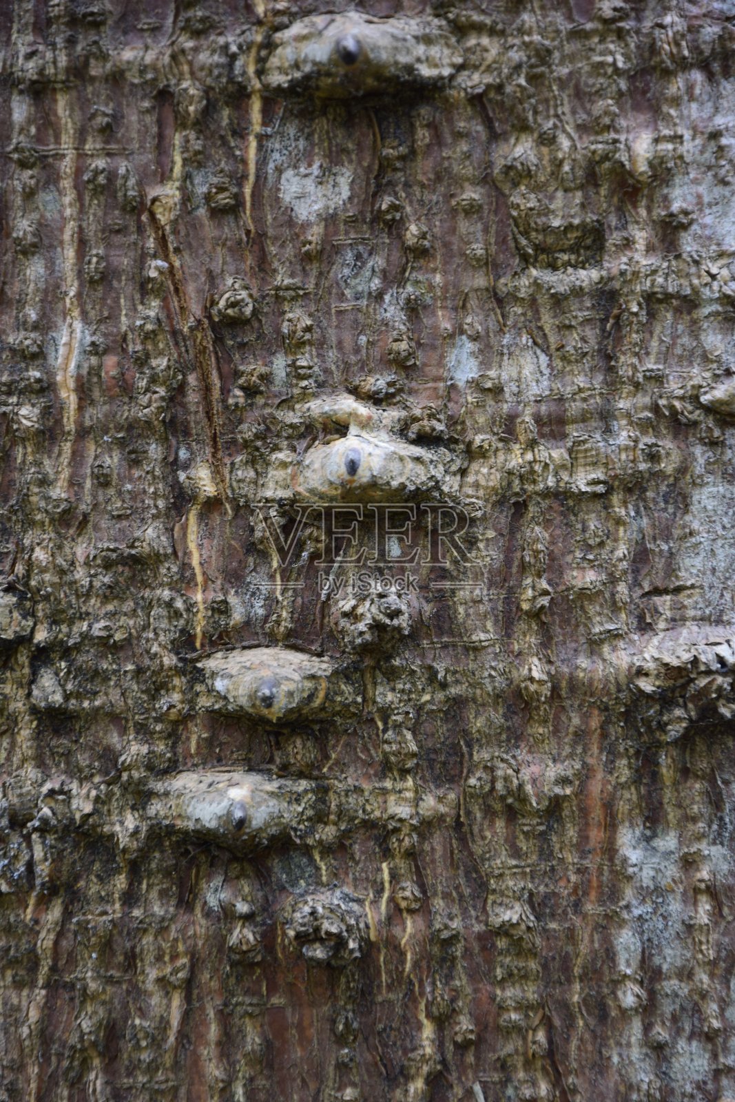 树皮纹理近树背景。历史公园的树皮特写。瓜亚基尔照片摄影图片