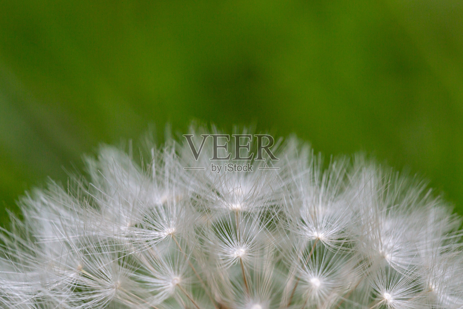 蒲公英种子的微距照片照片摄影图片