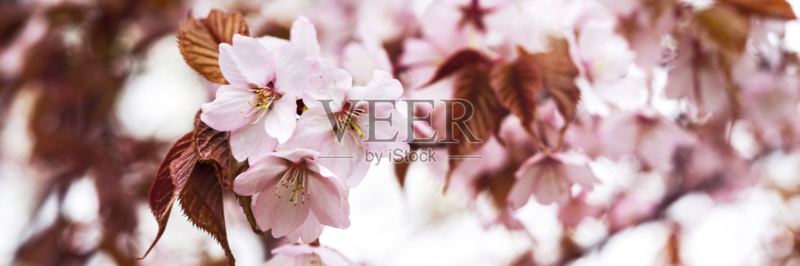 樱花盛开的树枝的特写。在花园或公园里开着粉红色花瓣的野生樱花。横幅照片摄影图片