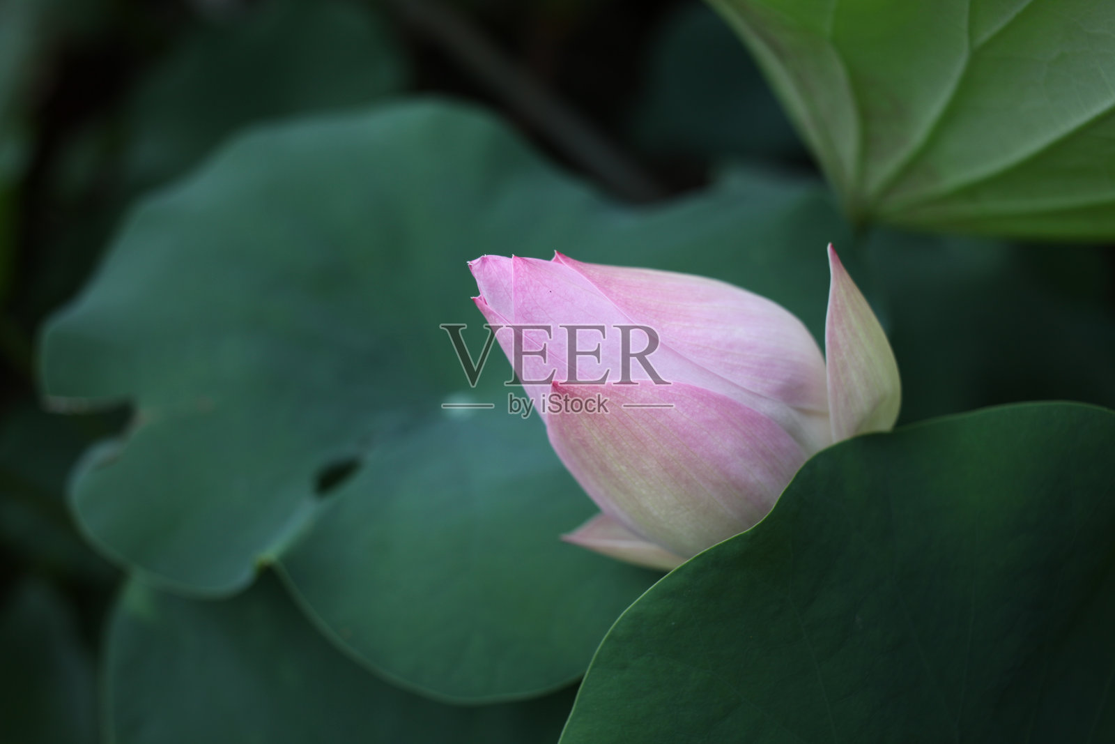 荷花照片摄影图片