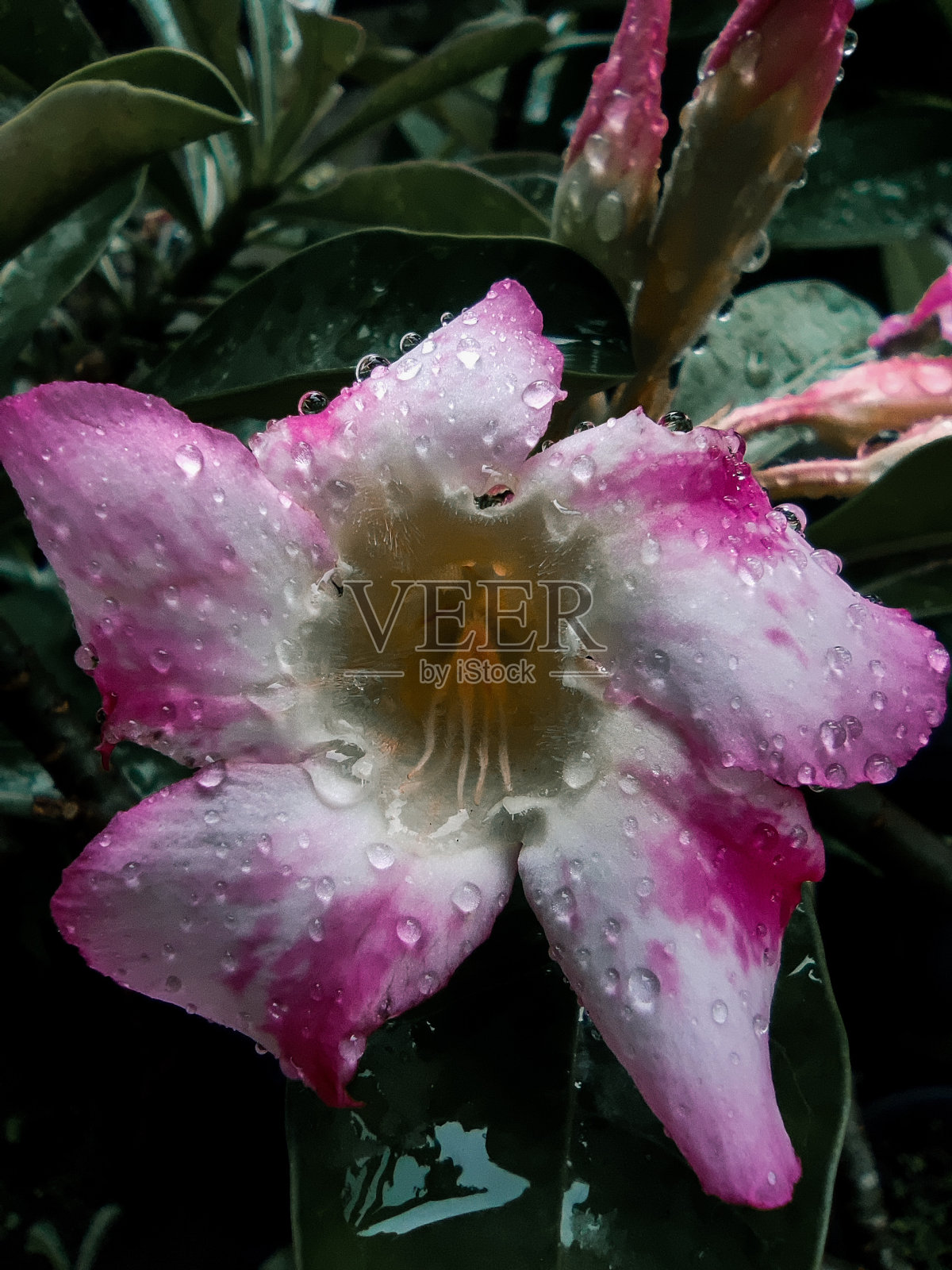 液滴在开花照片摄影图片