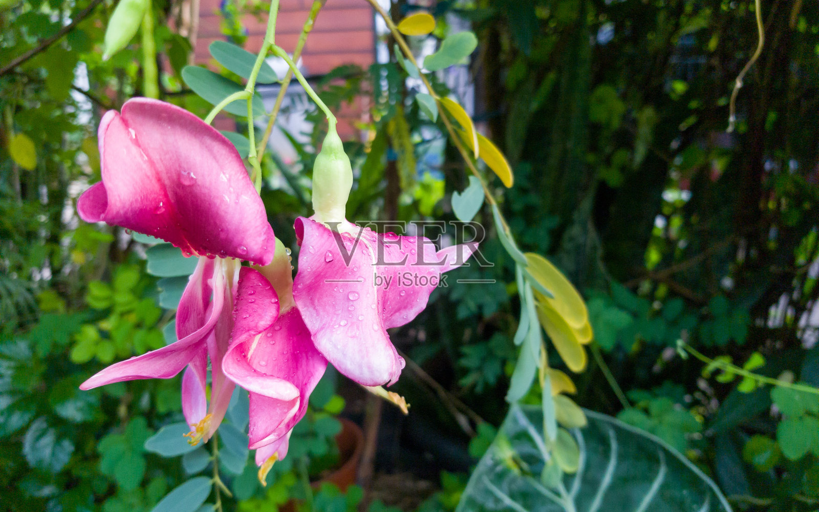 雨后的田菁红花,泰国的朵凯,印度尼西亚的肯邦图里照片摄影图片