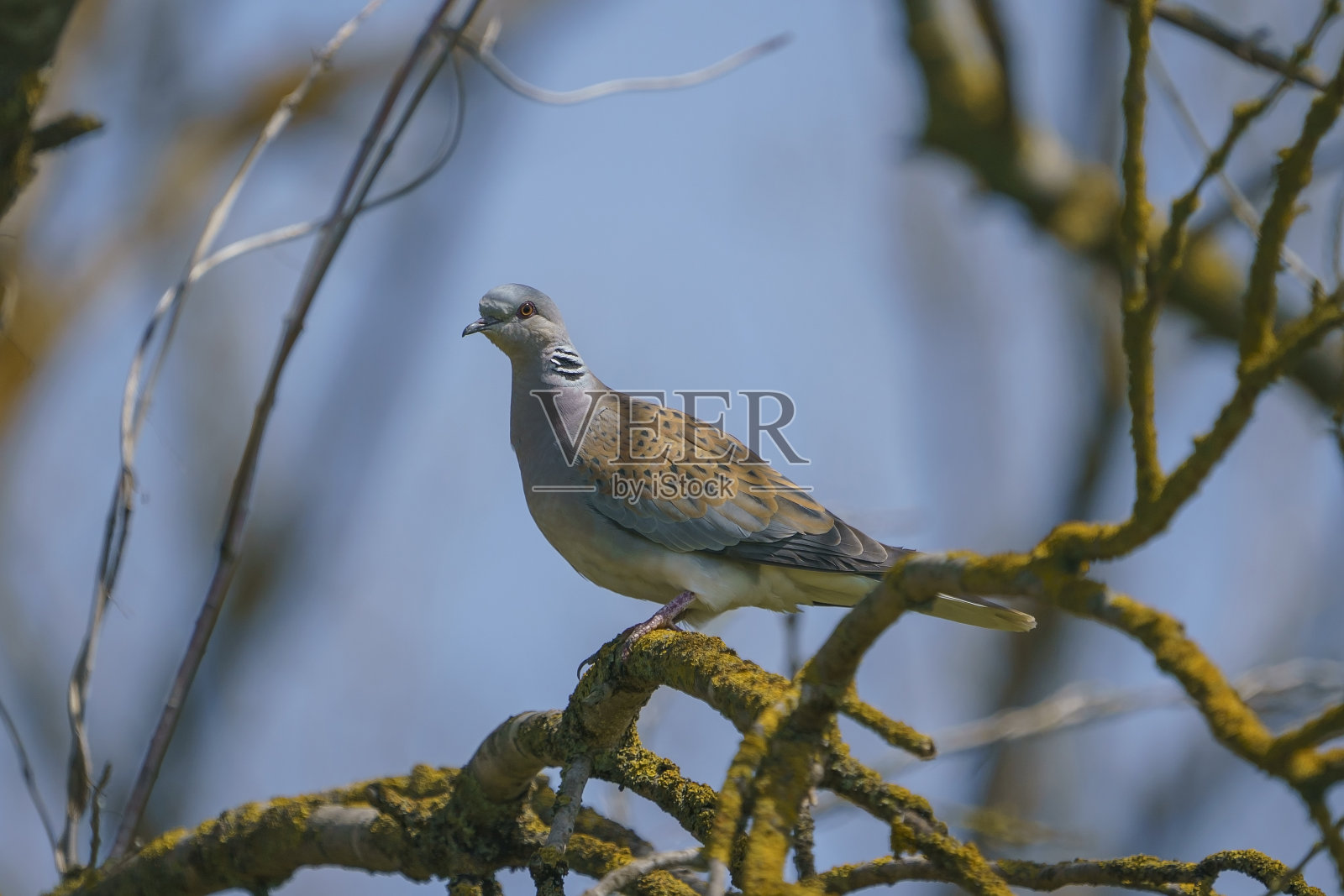 欧洲海龟在哪里(链球菌)照片摄影图片