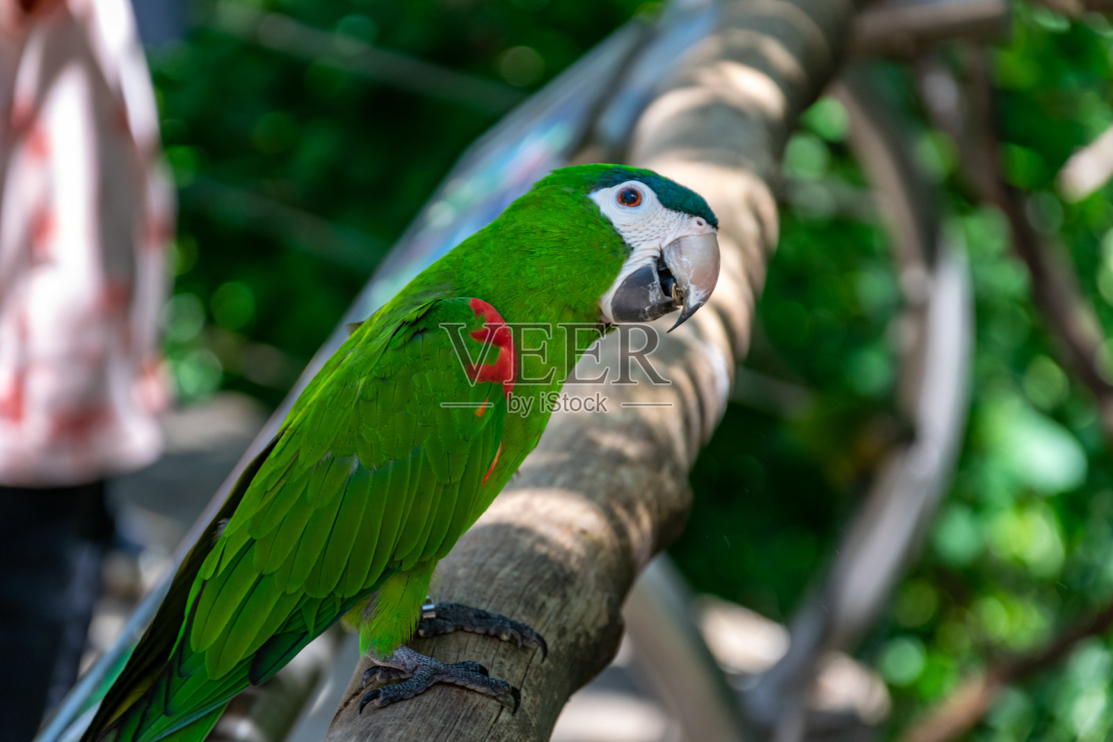 那些金刚鹦鹉照片摄影图片