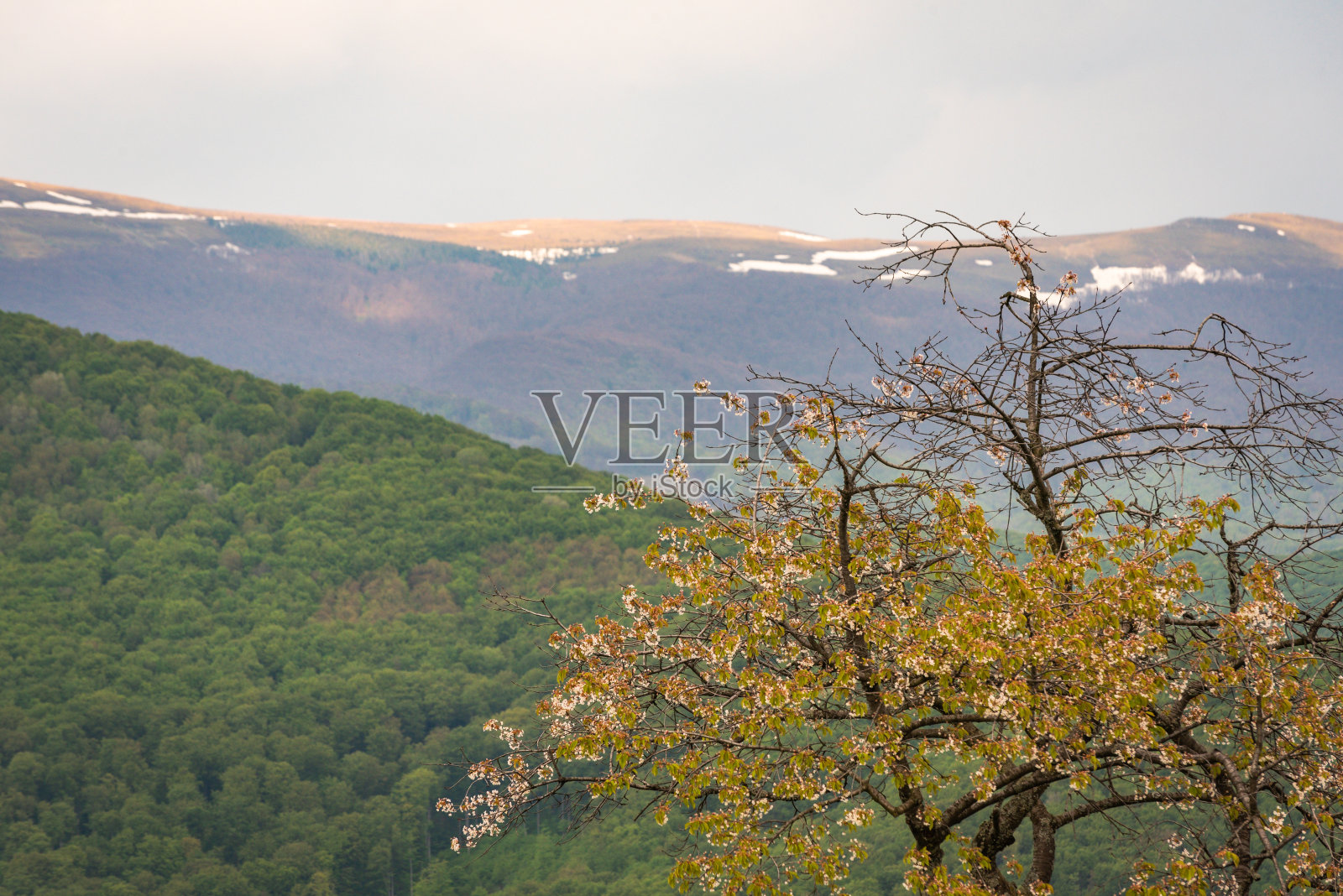 春天的田园高地上有一棵巨大的开花树照片摄影图片