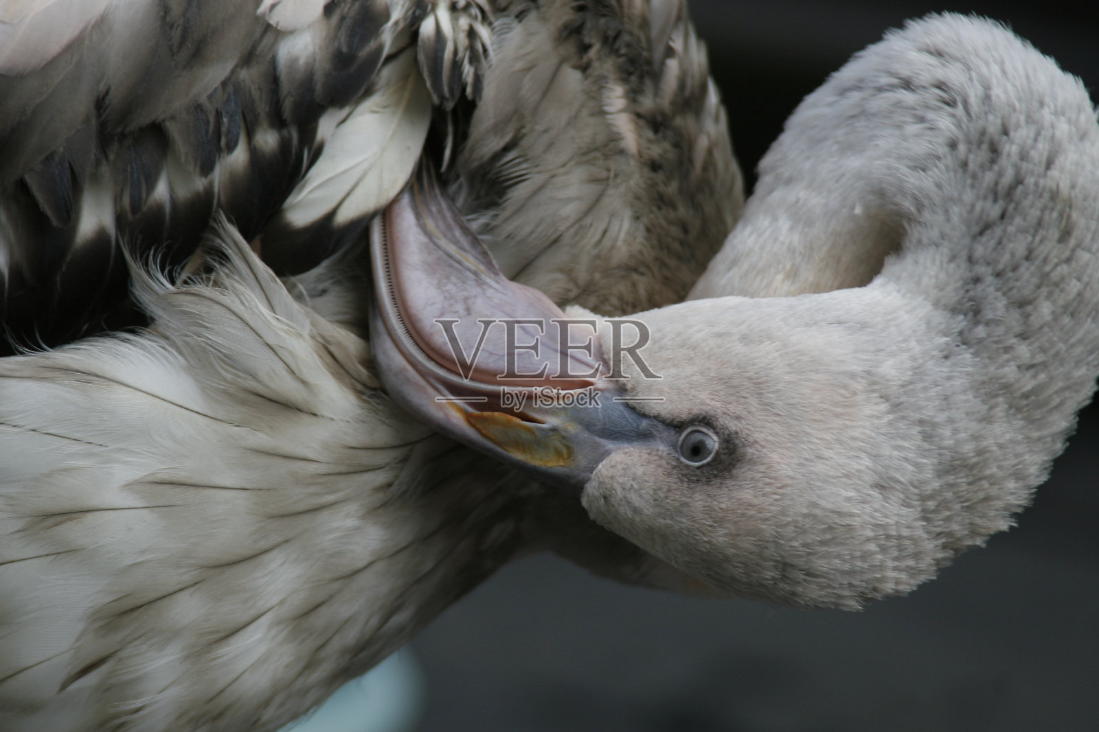 奇怪的鸵鸟照片摄影图片